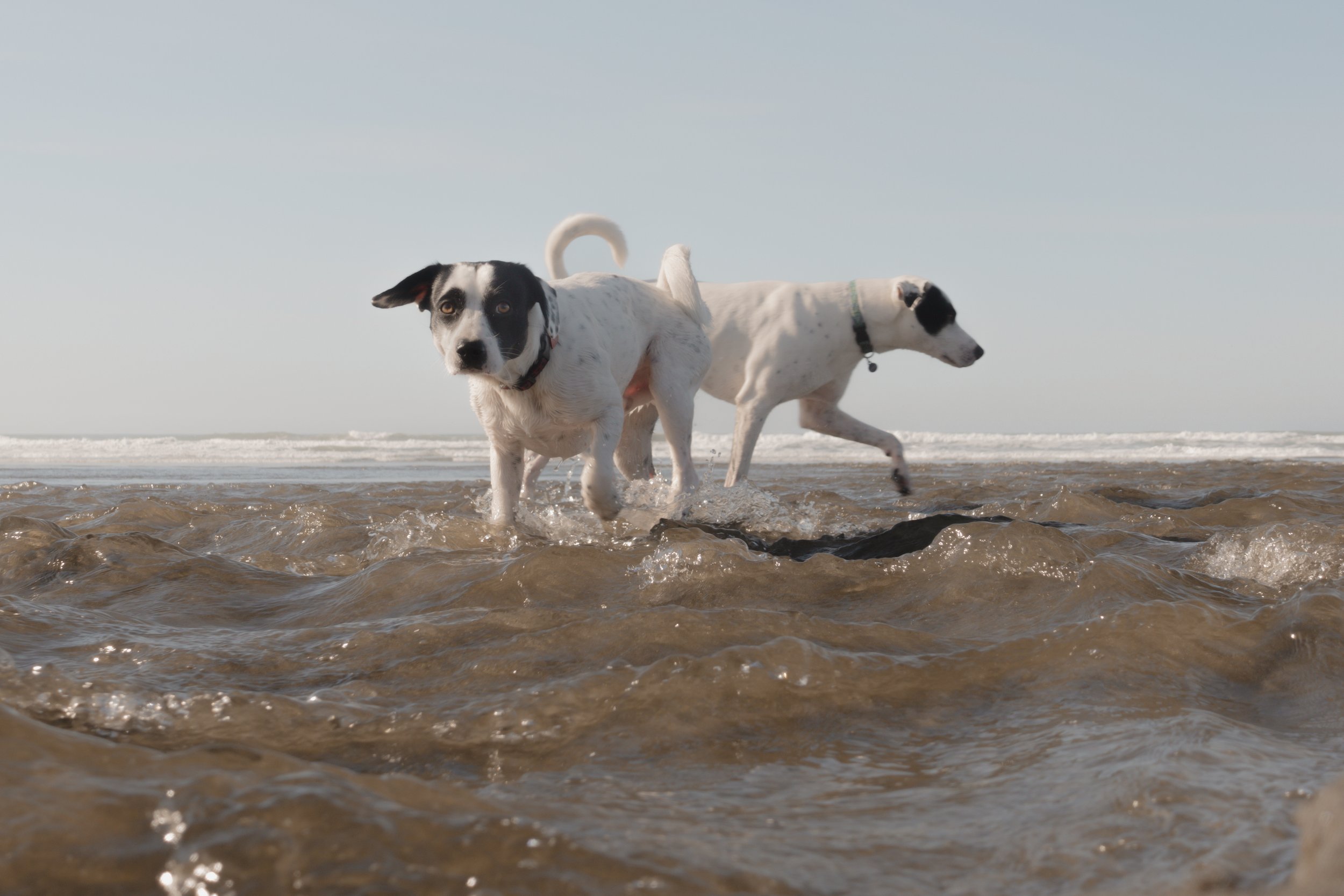 Pets-202.jpg