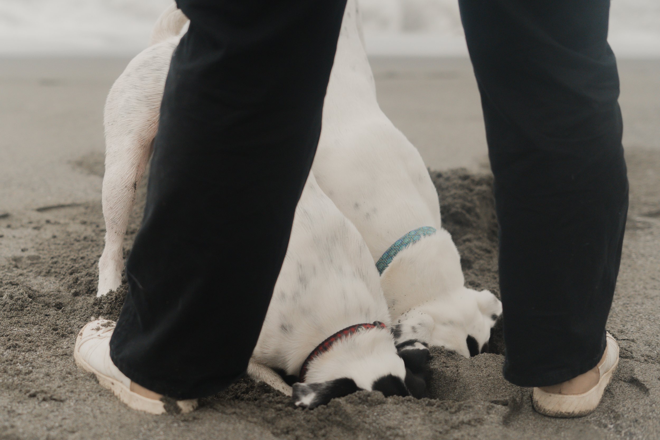 Pets-38.jpg