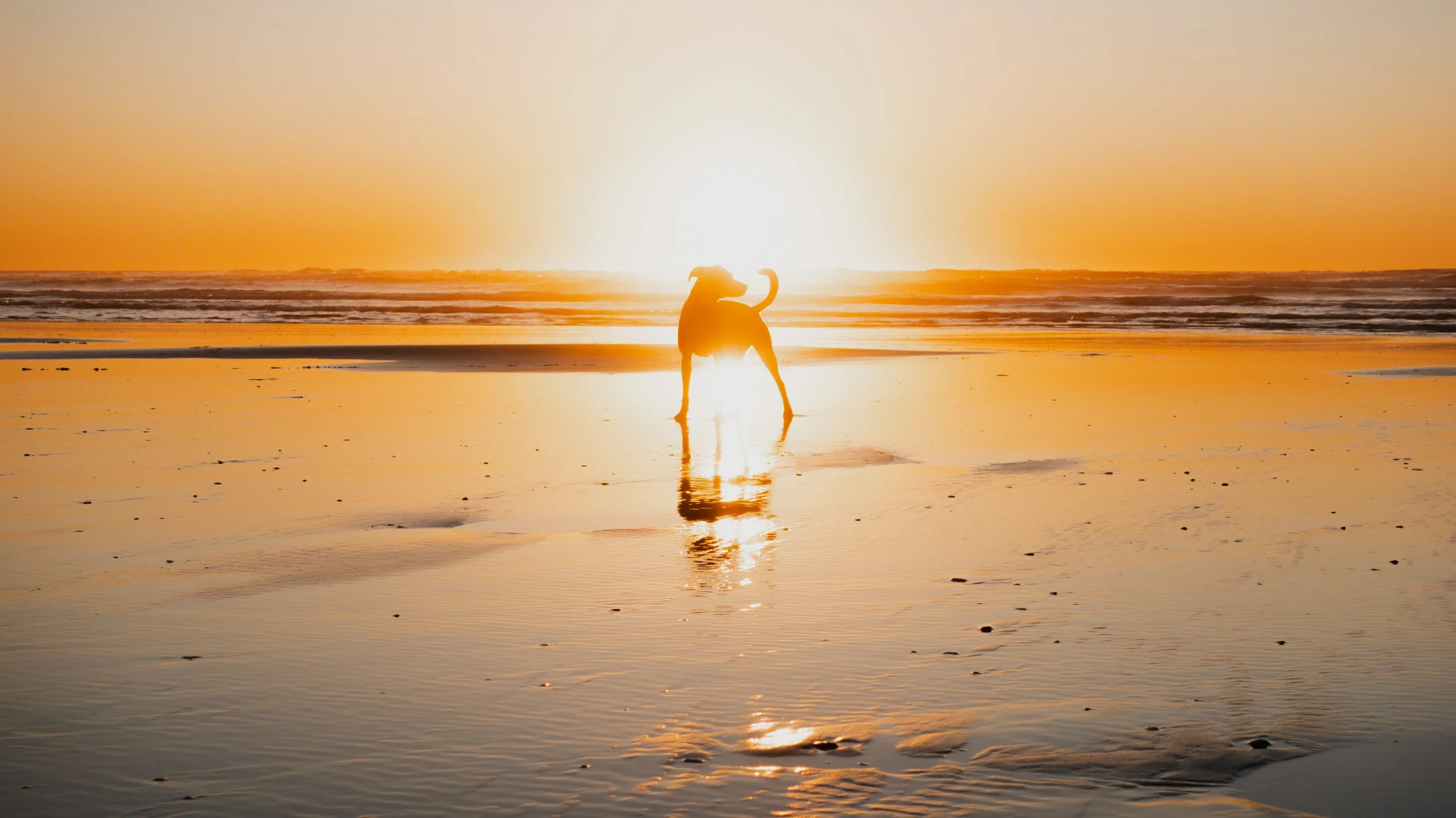 PetCollageOrdered_70.jpg
