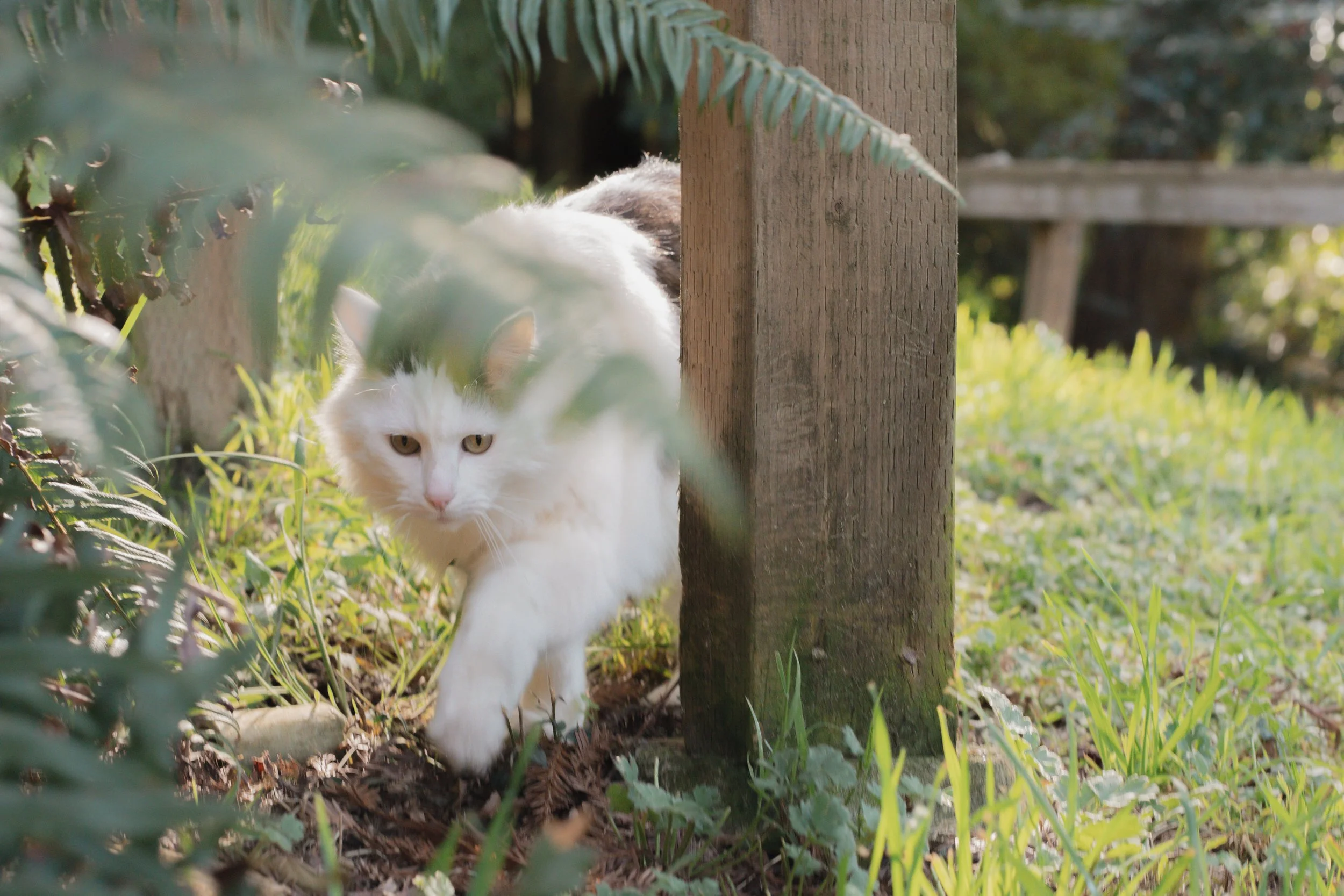Pets-4.jpg