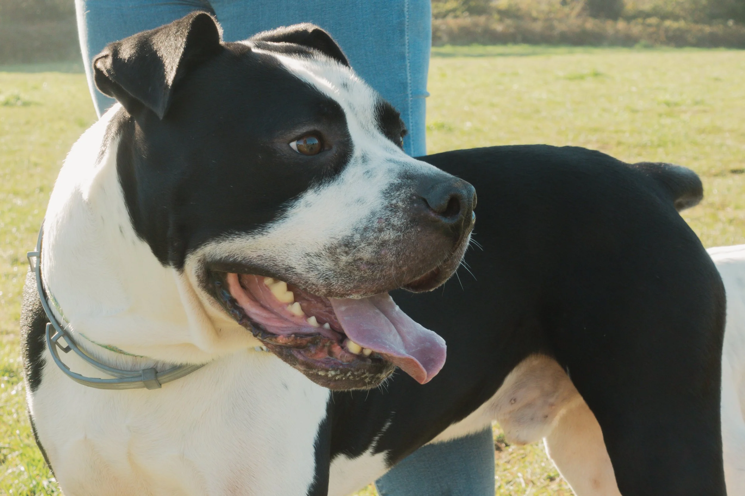Pets-75.jpg