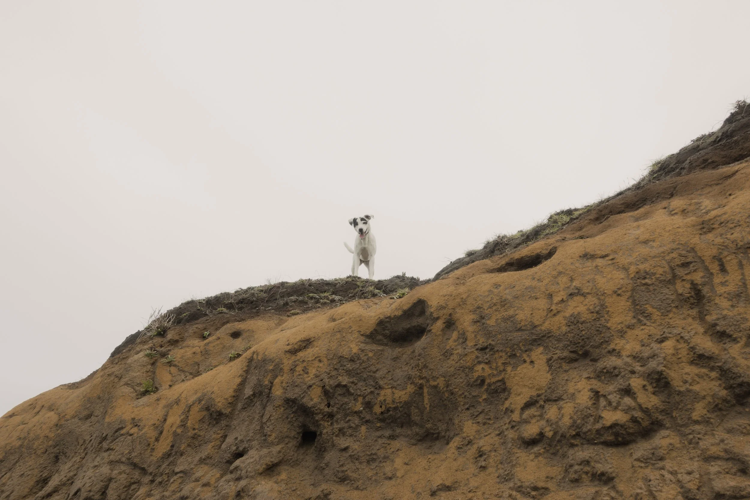 Pets-116.jpg