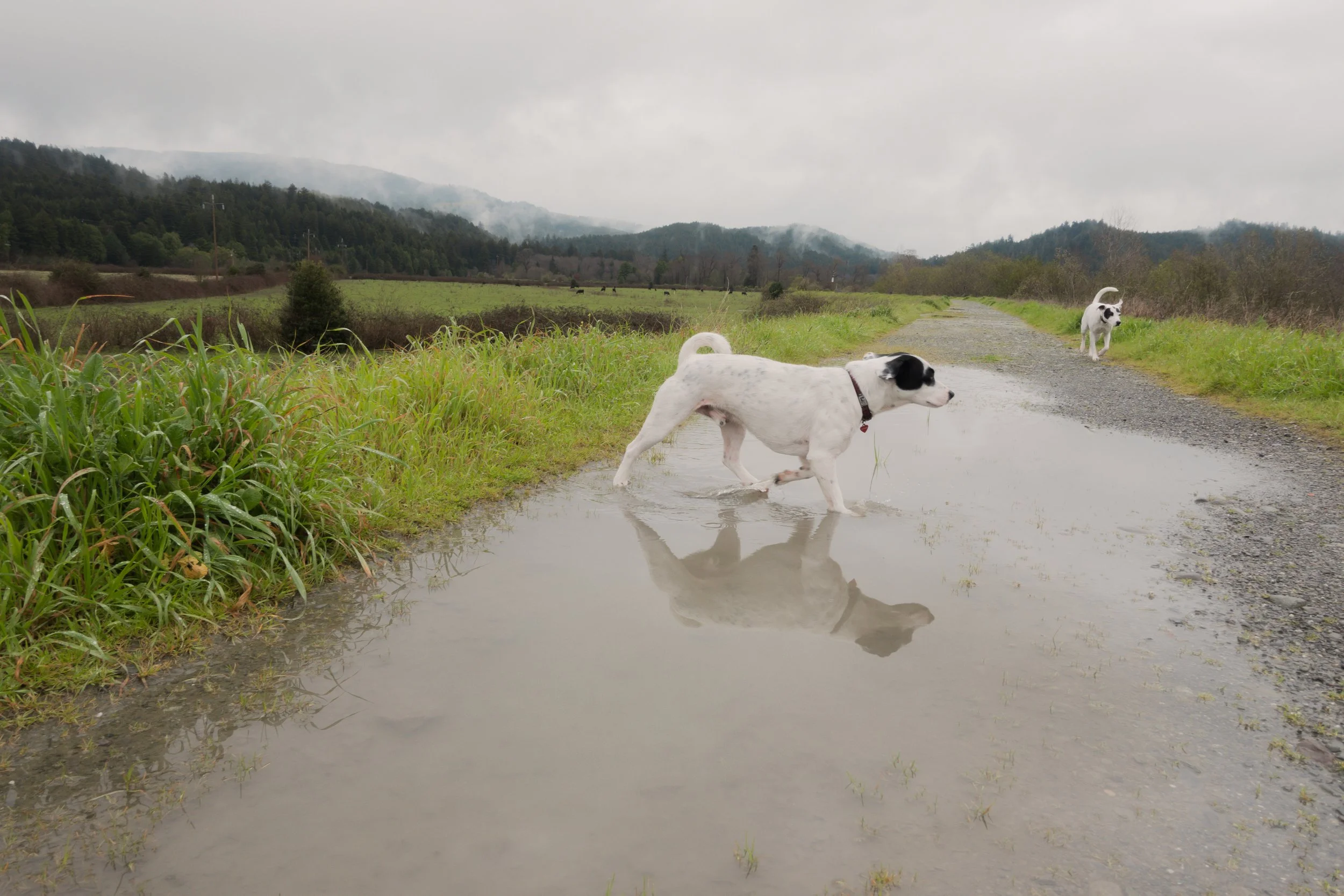Pets-144.jpg