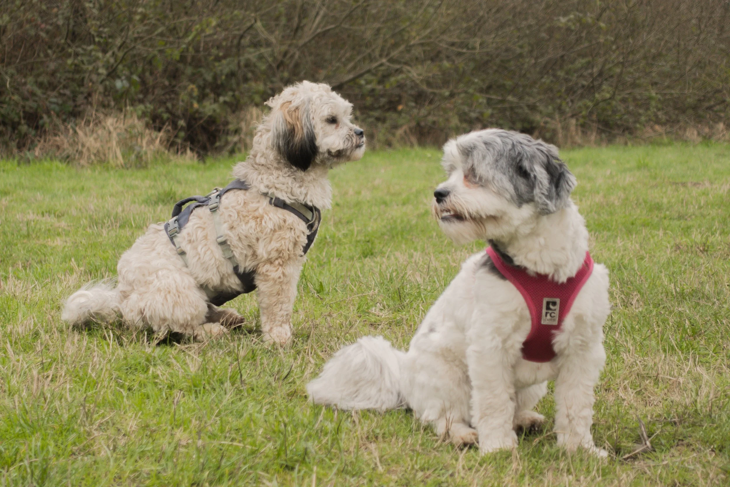Pets-66.jpg