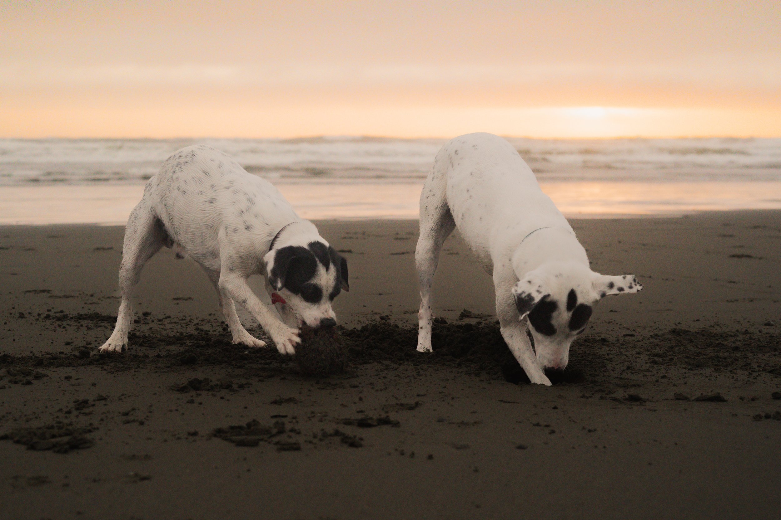 Pets-188.jpg