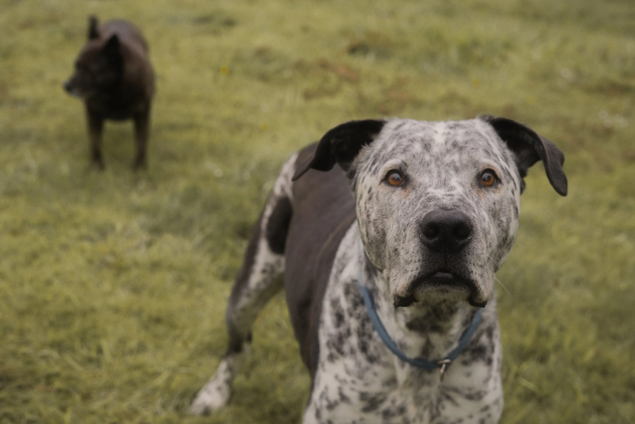 Pets-82.jpg