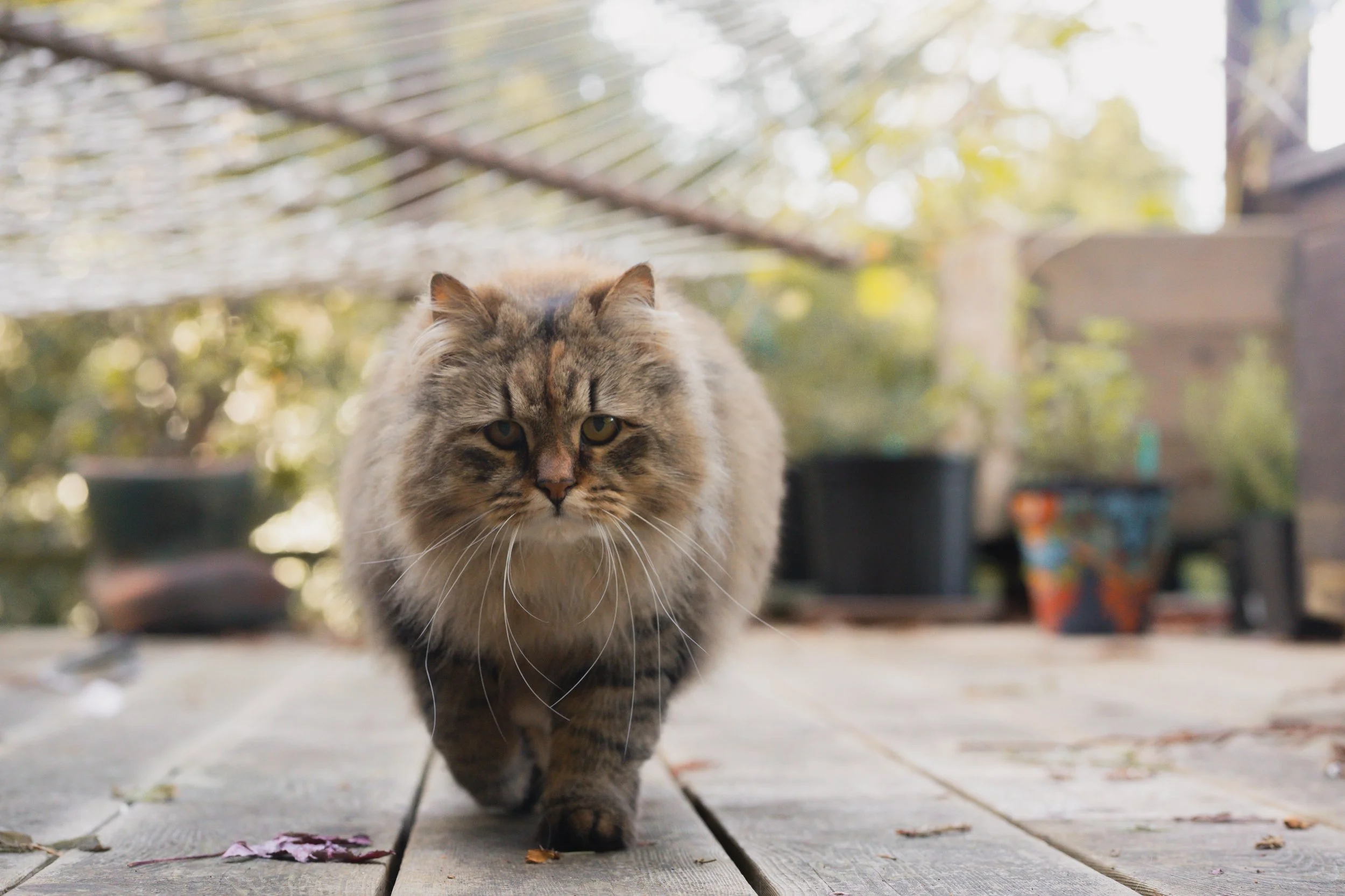 Pets-4.jpg