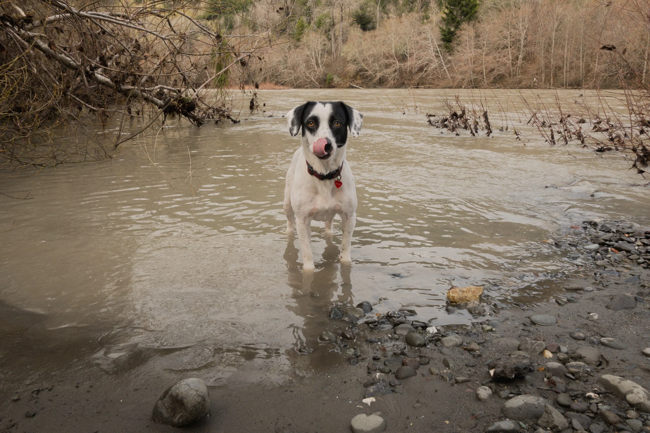 Pets-154.jpg