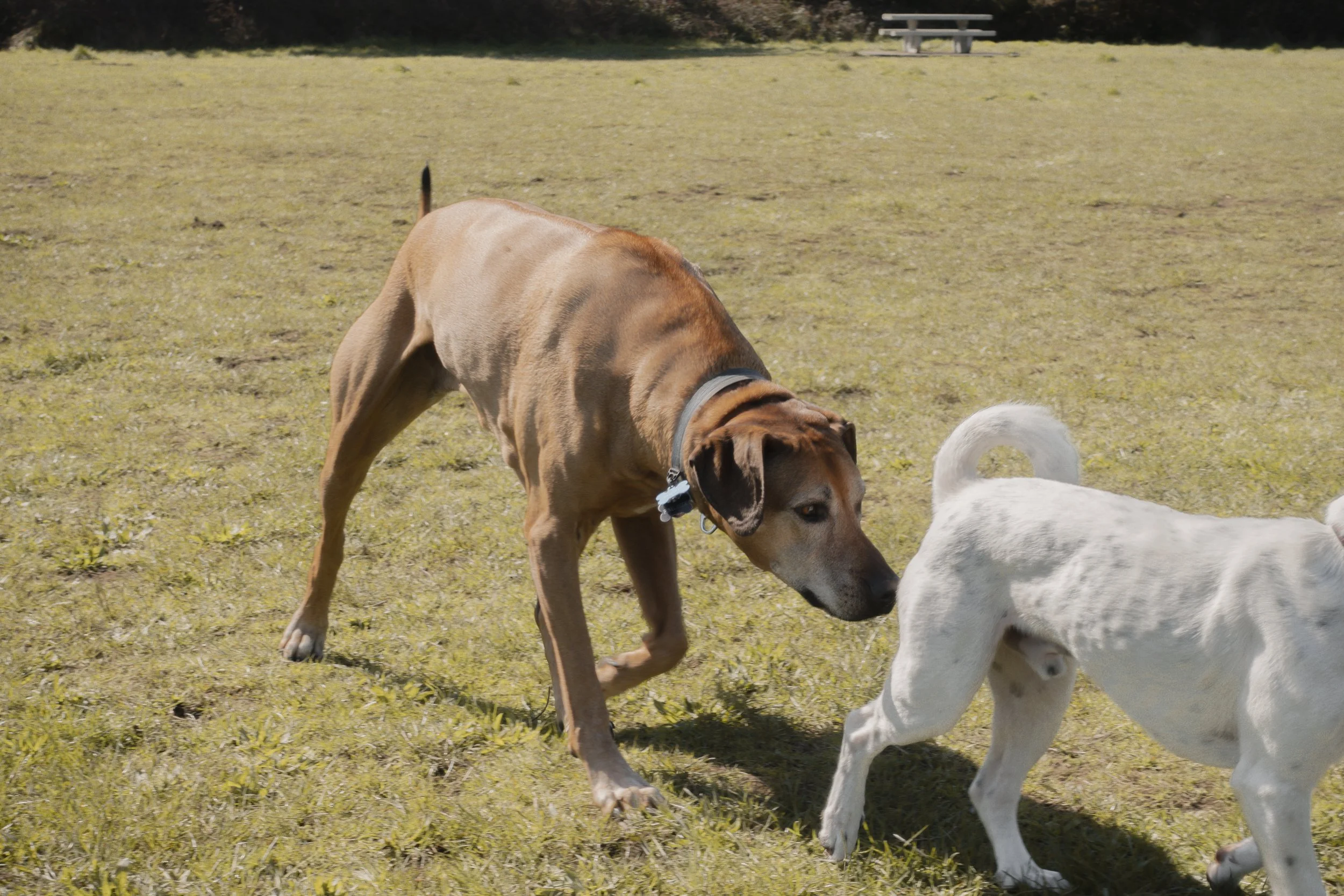 Pets-50.jpg