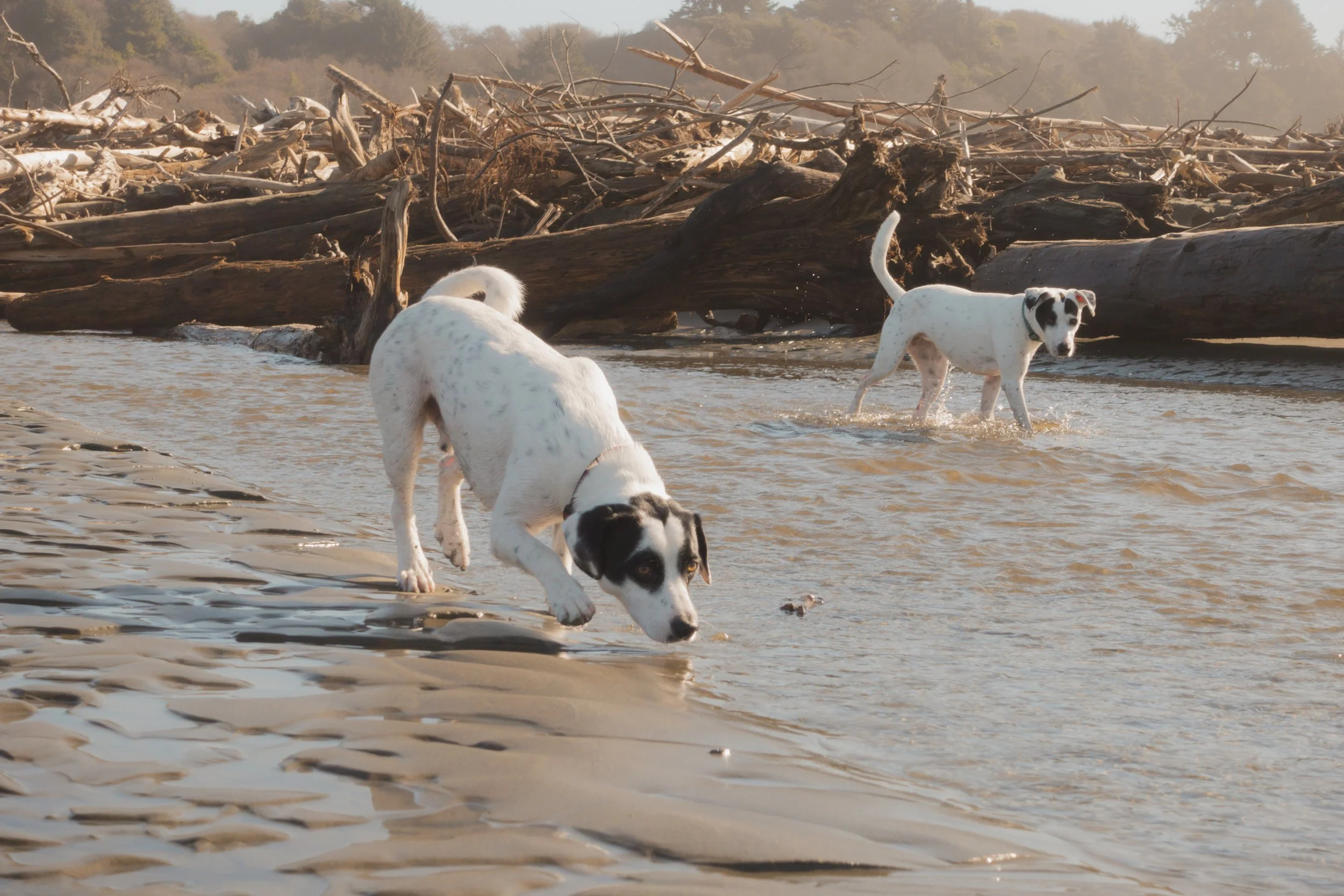 Pets-88.jpg