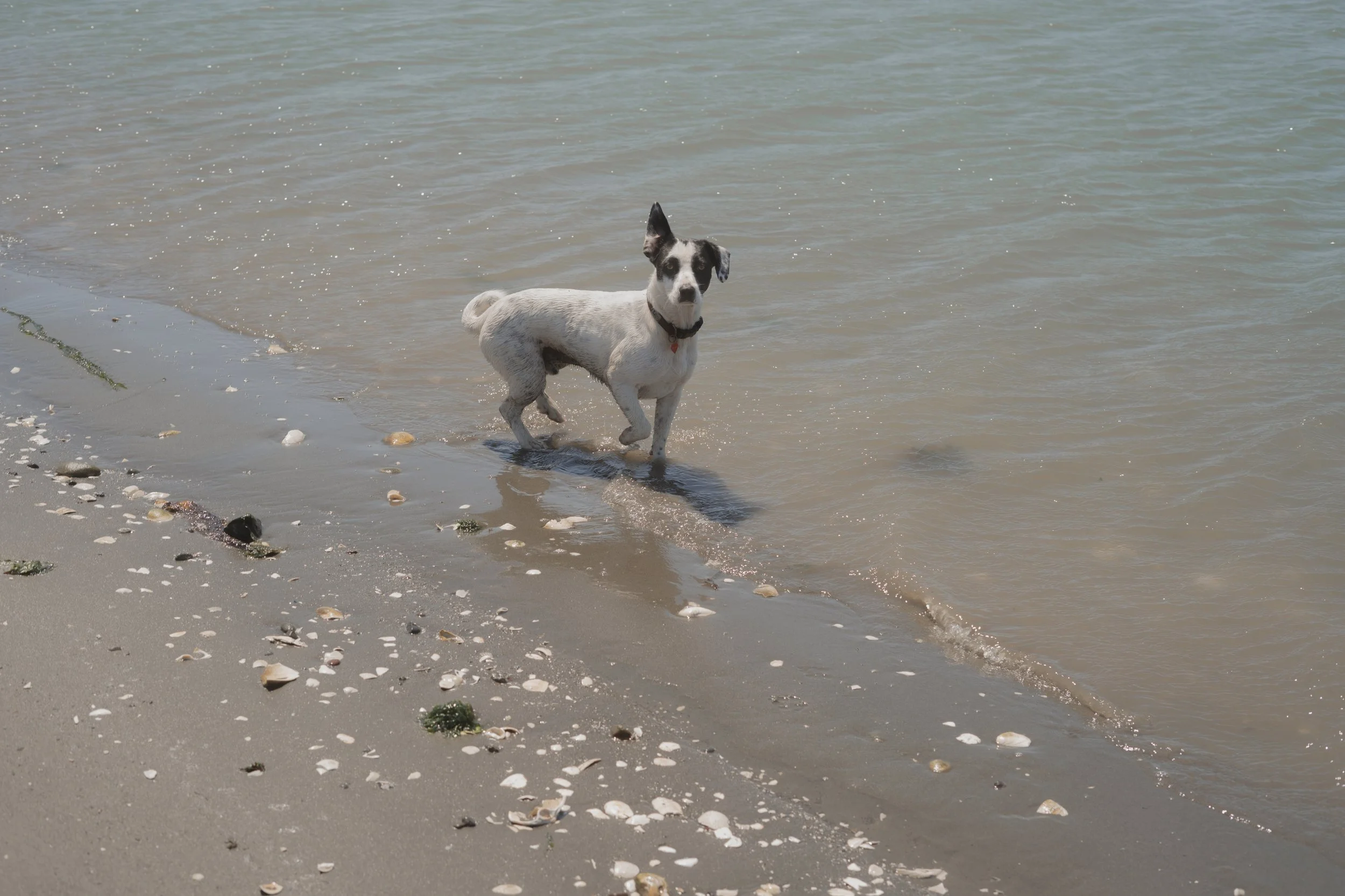 Pets-205.jpg
