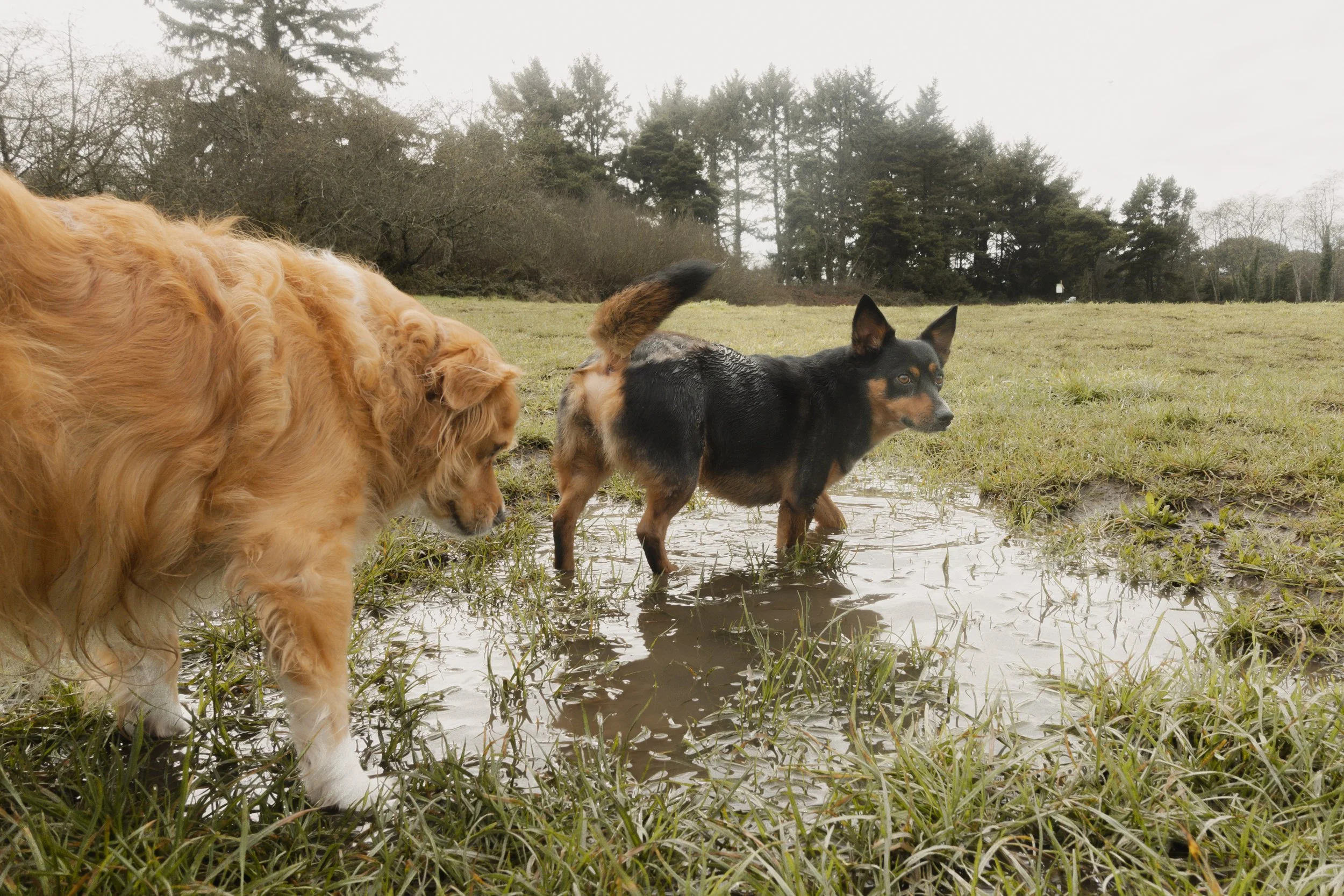 Pets-41.jpg