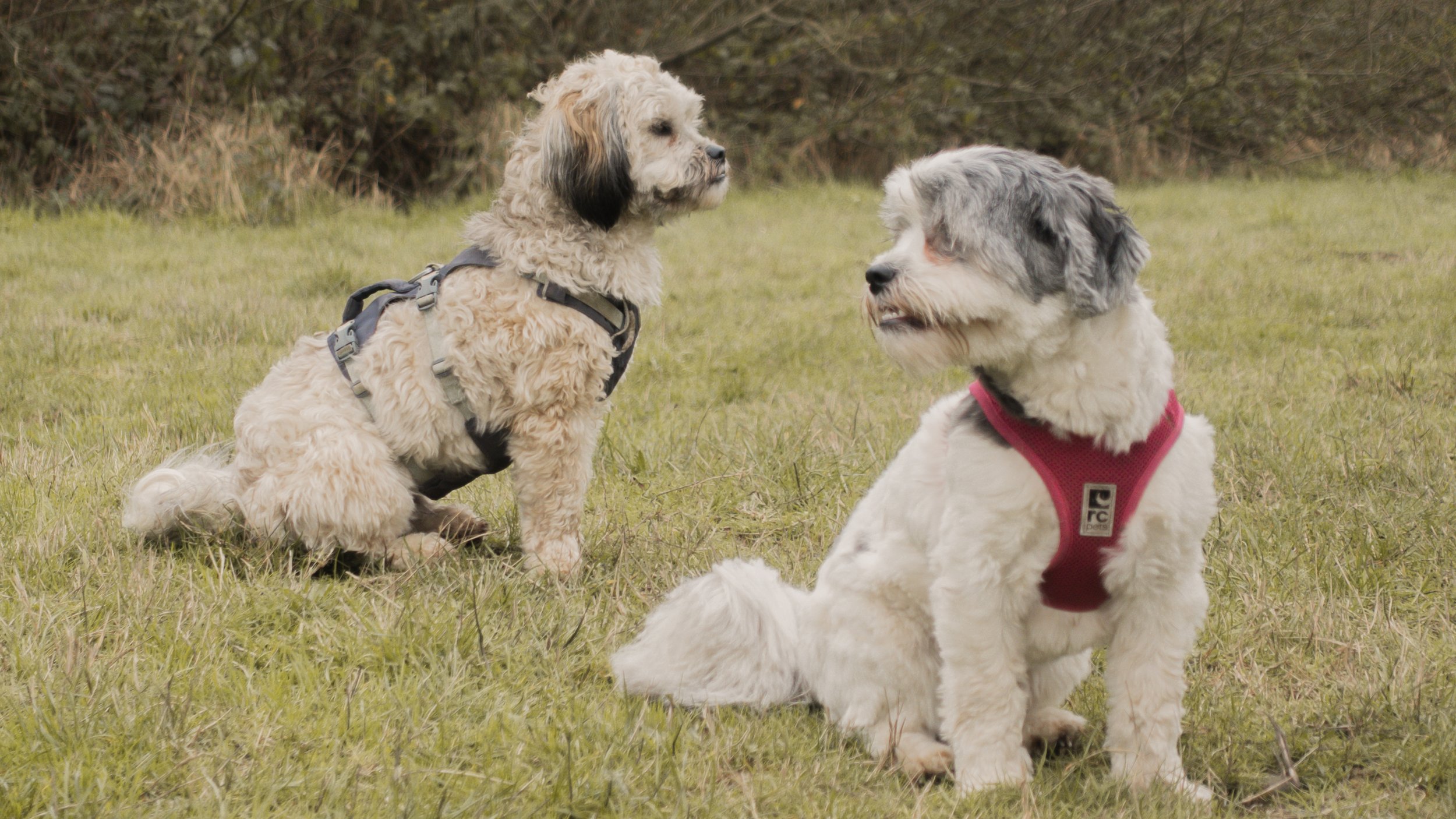 PetCollageOrdered_37.jpg