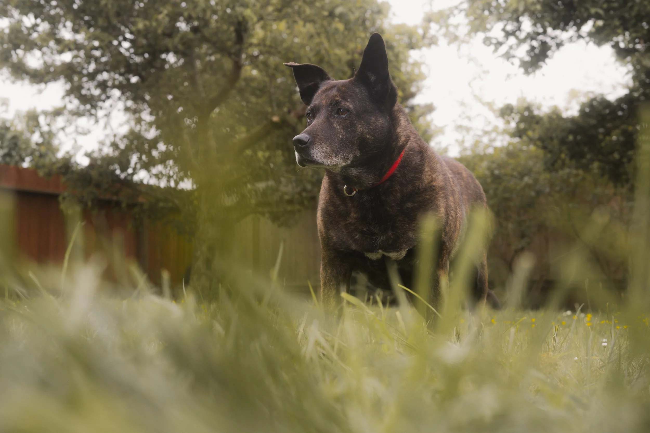 Pets-87.jpg