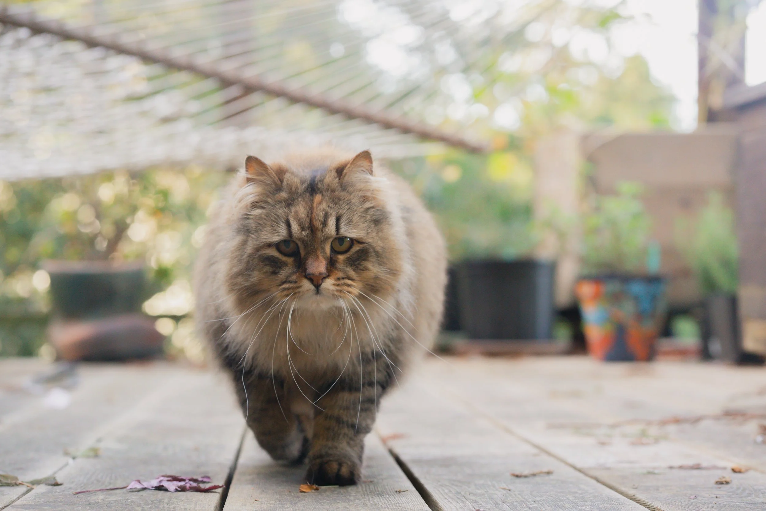Pets-2.jpg