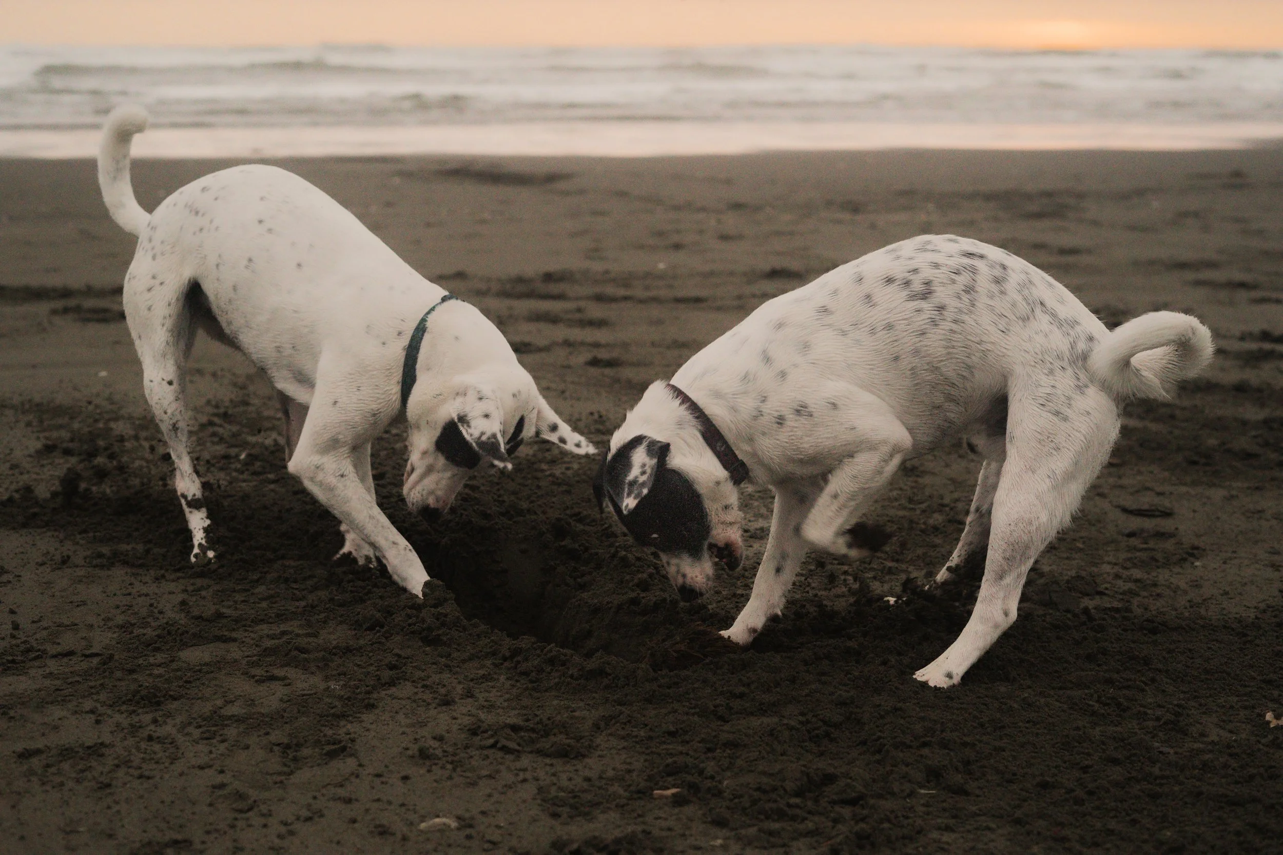 Pets-189.jpg