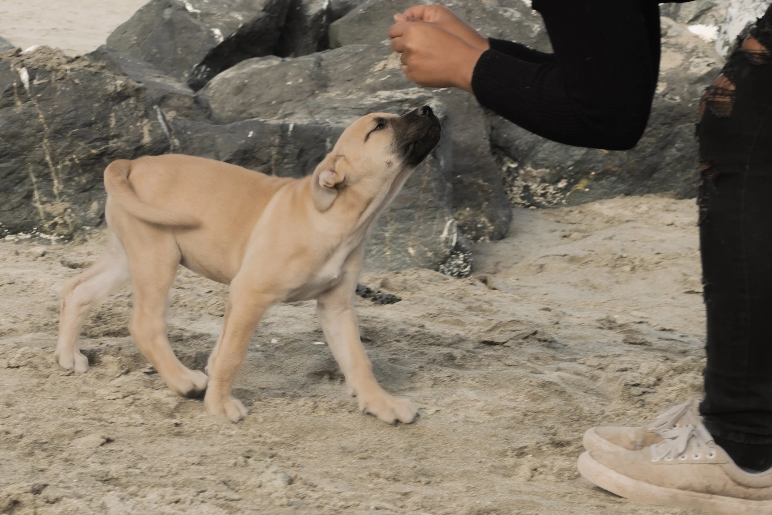 Pets-73.jpg