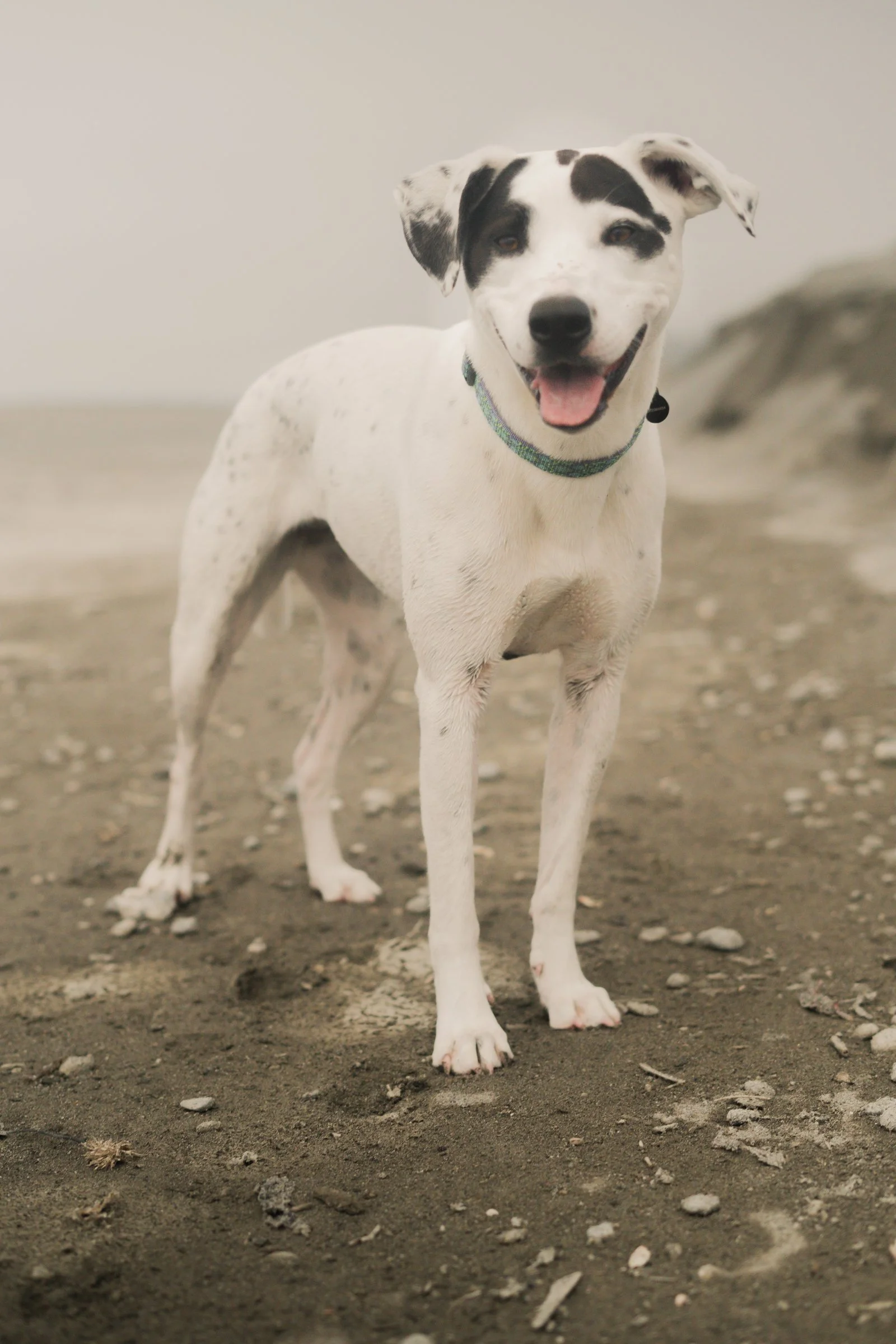 Pets-37.jpg