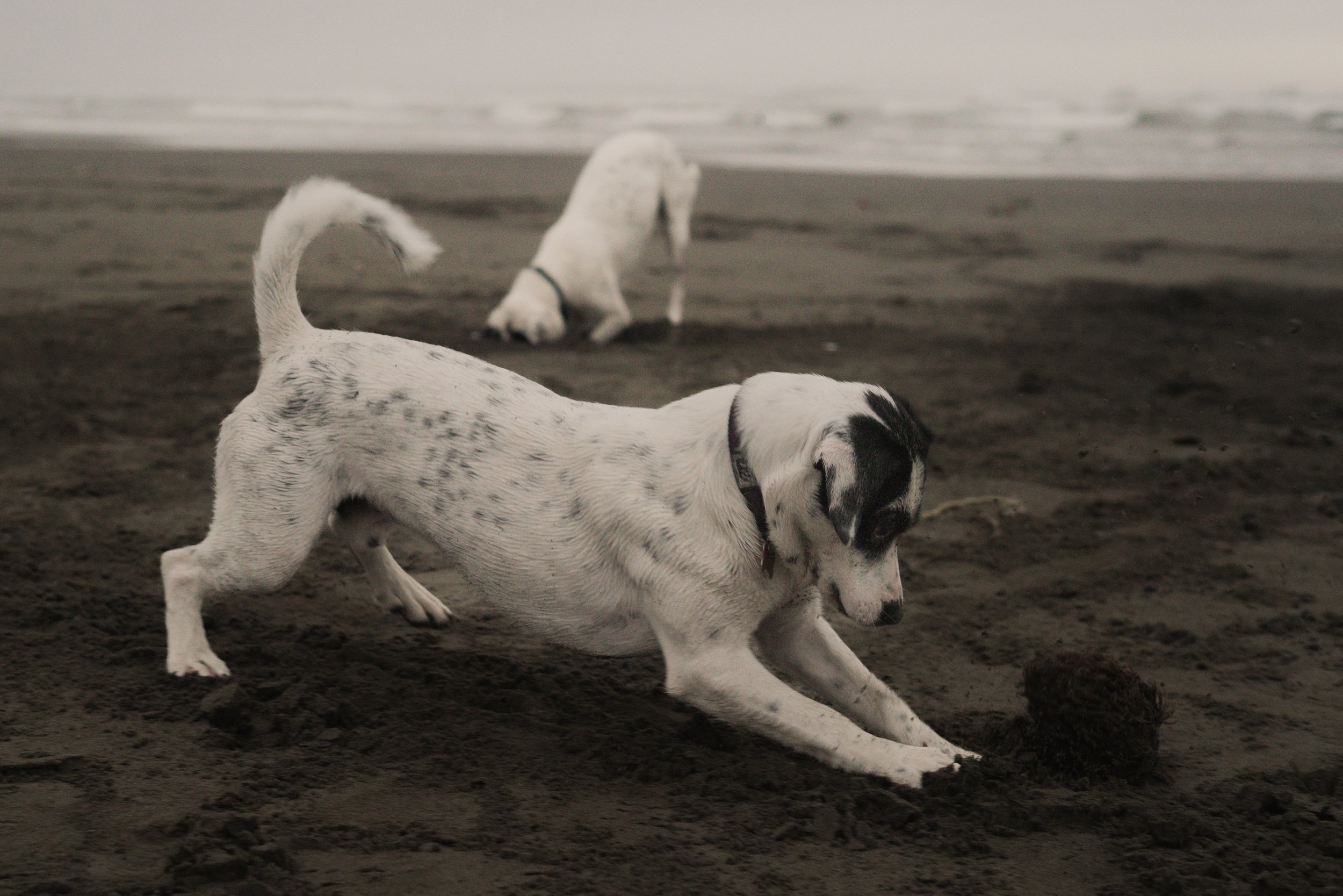 Pets-190.jpg