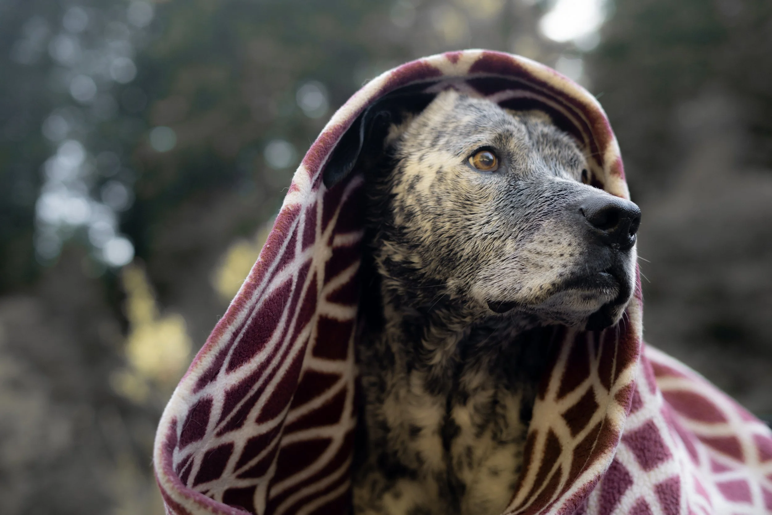 Pets-17.jpg