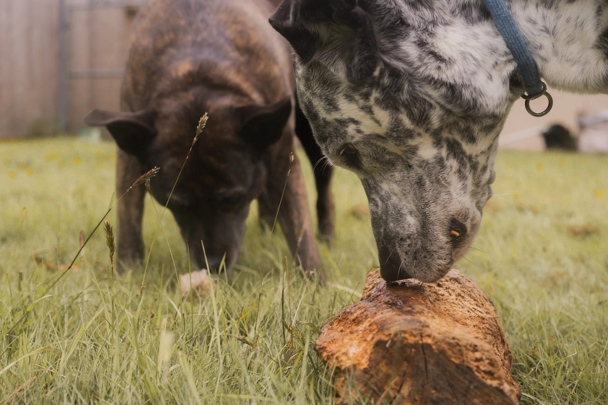 Pets-84.jpg