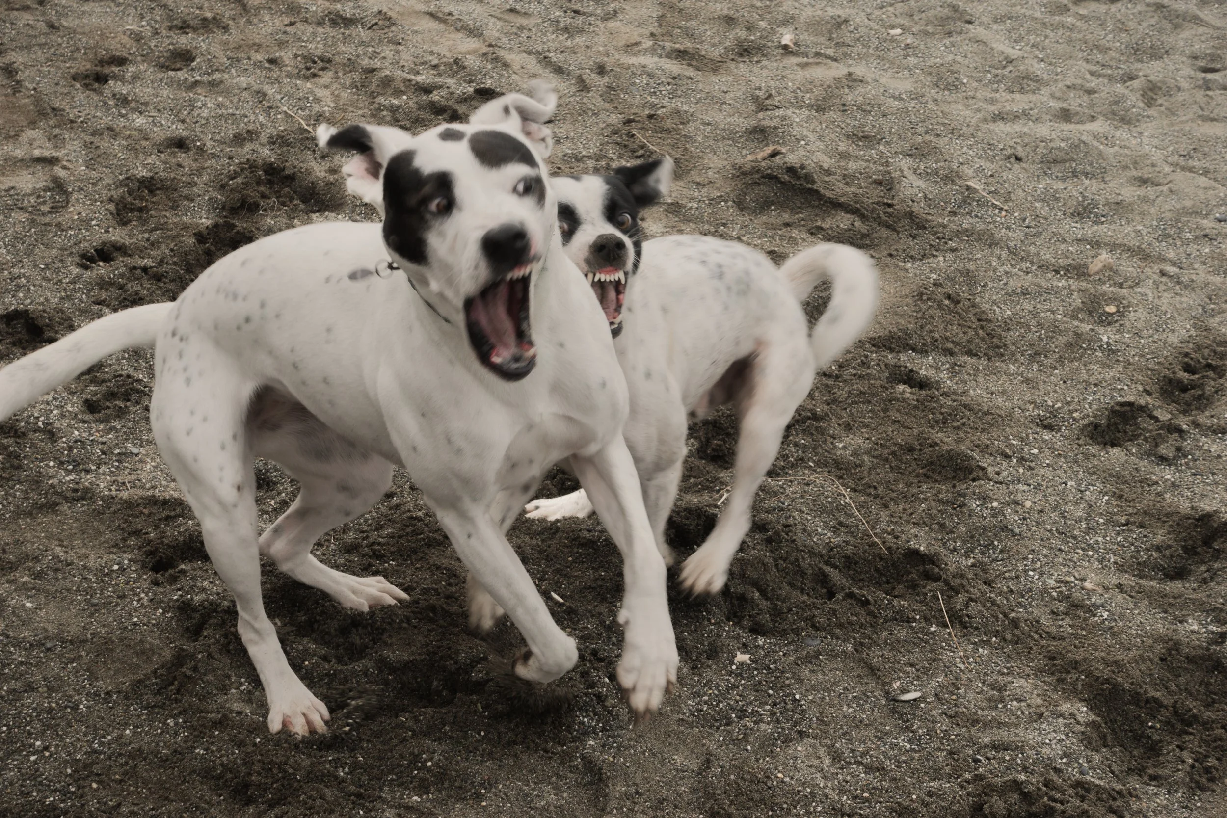 Pets-209.jpg