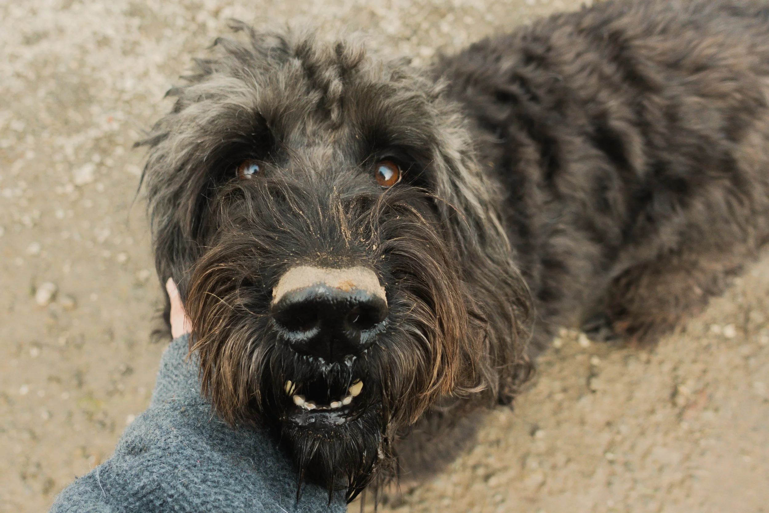 Pets-21.jpg