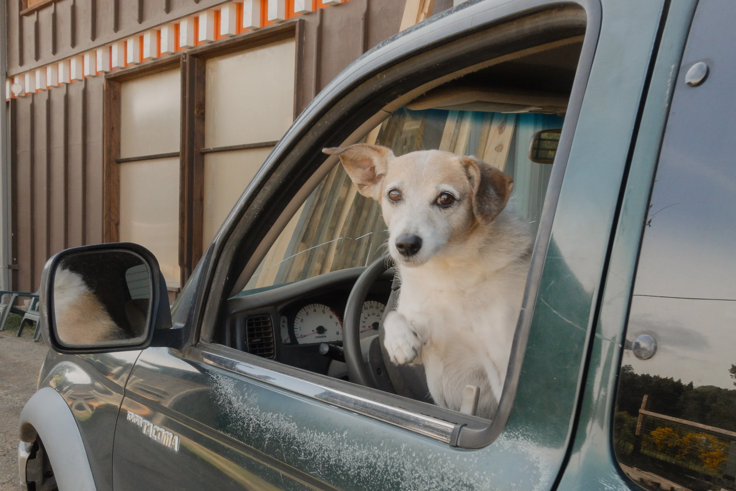 Pets-203.jpg