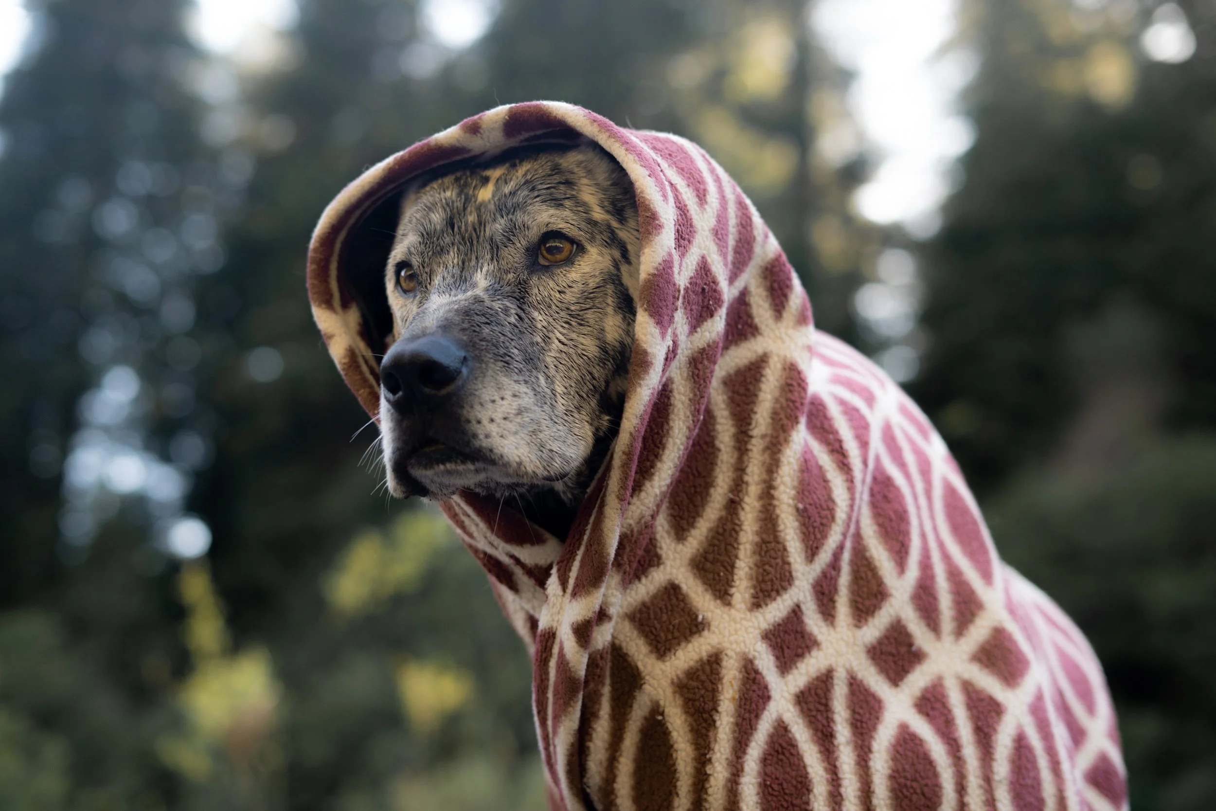 Pets-27.jpg