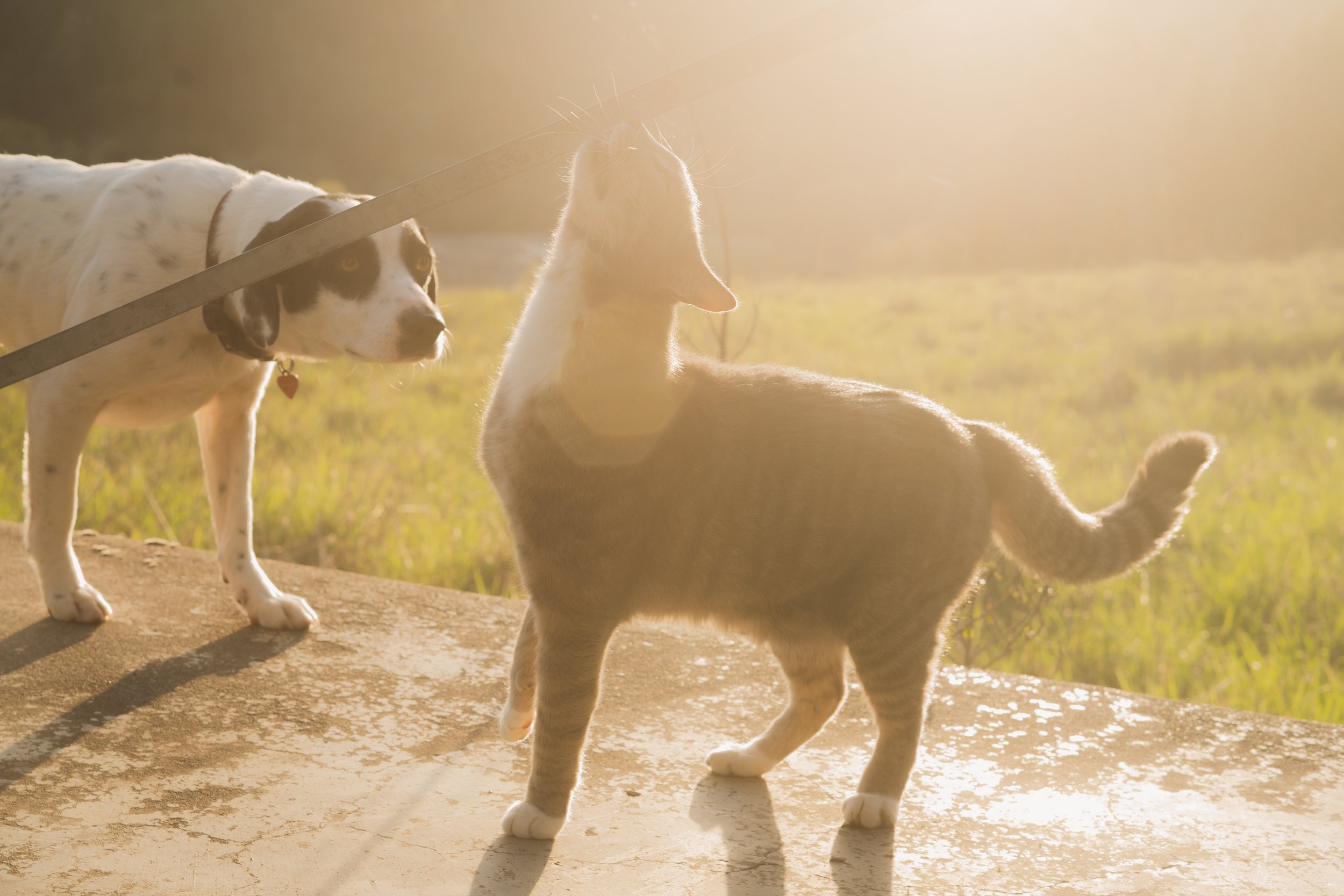 Pets-171.jpg