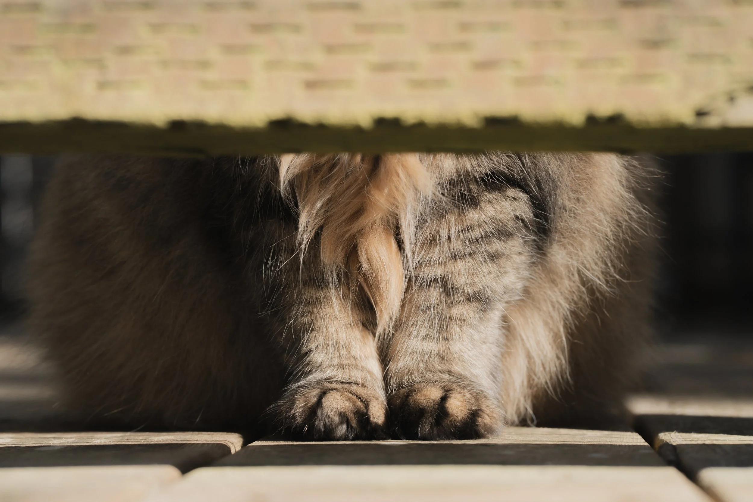 Pets-3.jpg
