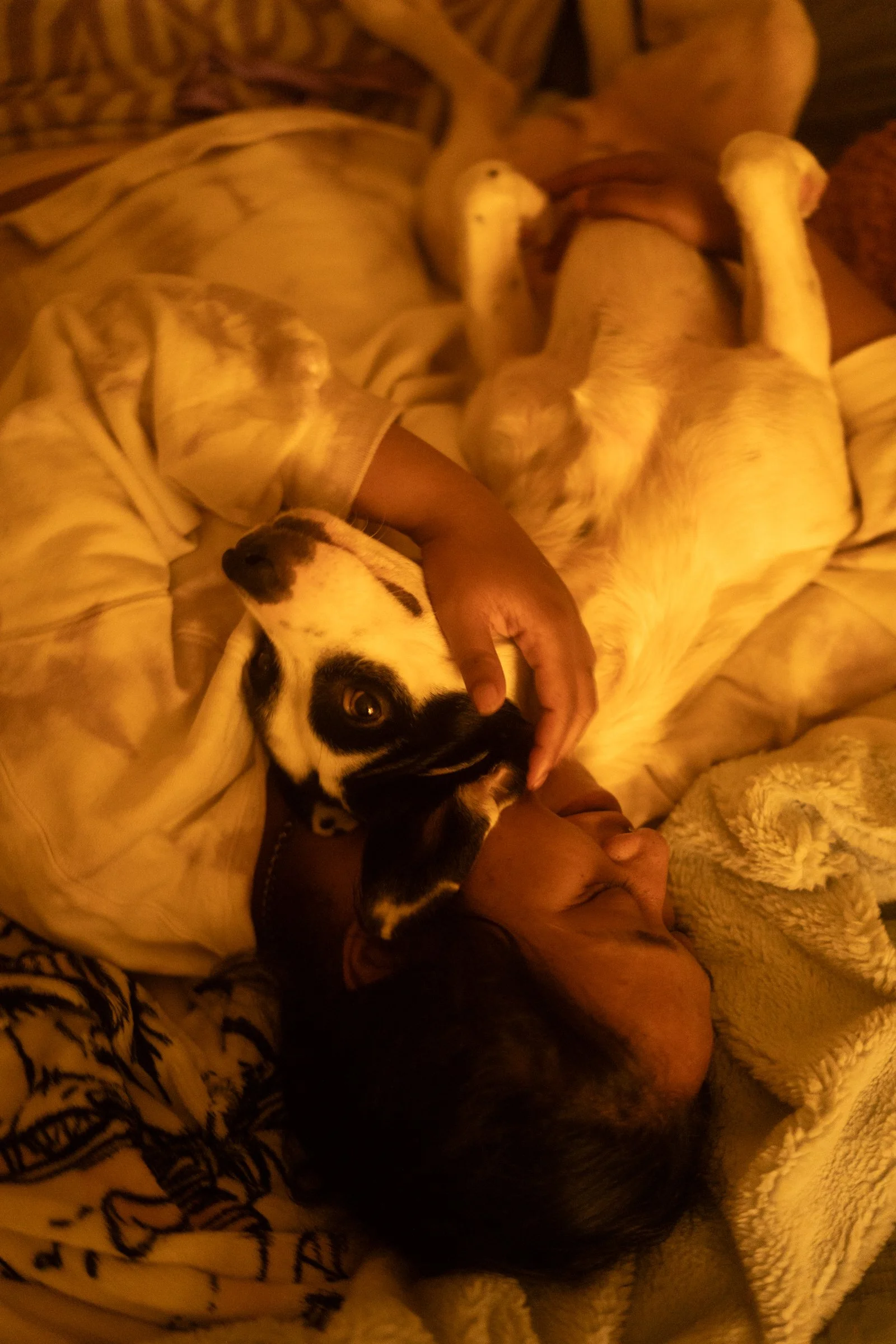 Pets-158.jpg