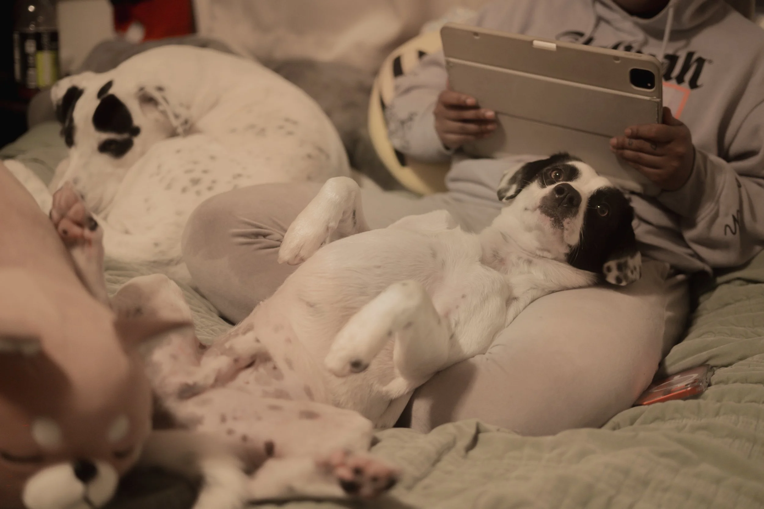 Pets-221.jpg
