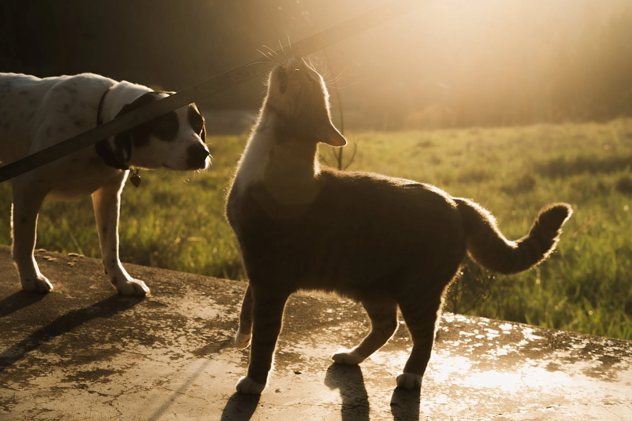 Pets-66.jpg