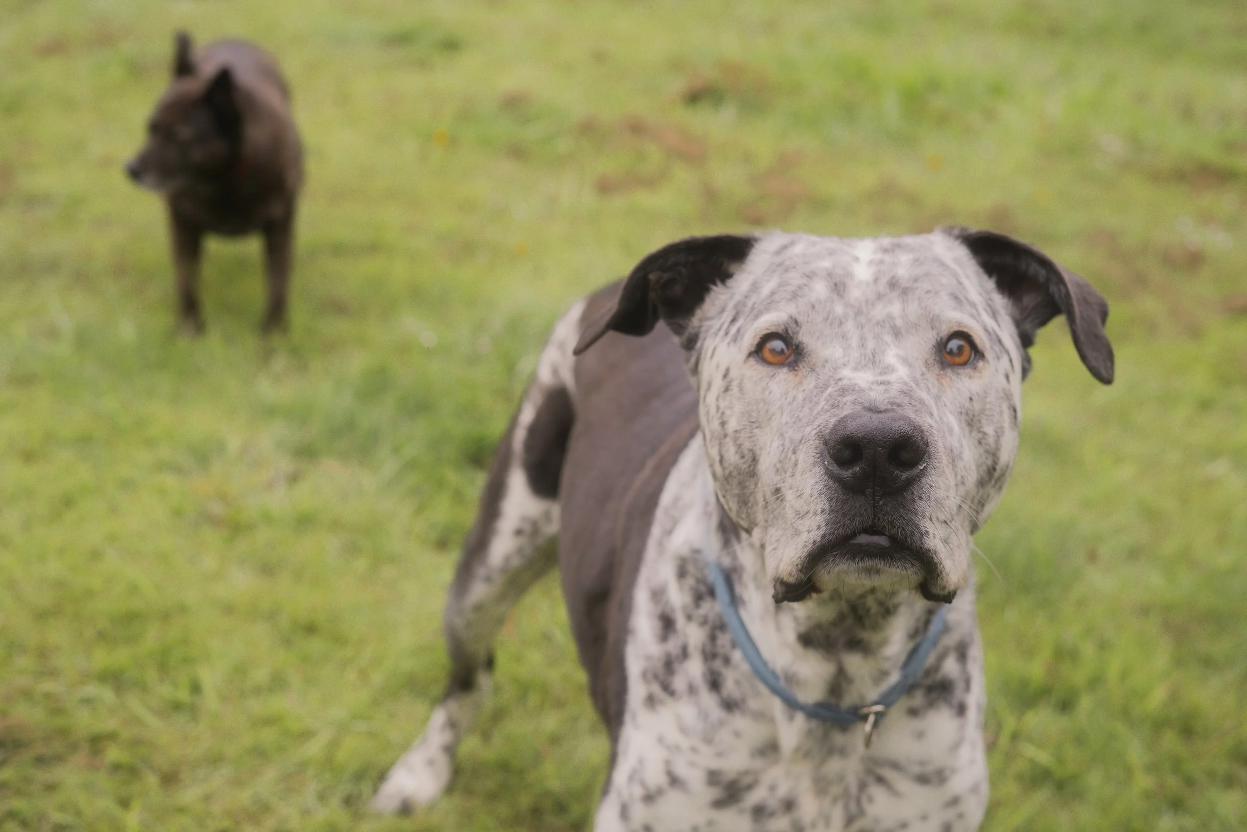 Pets-210.jpg