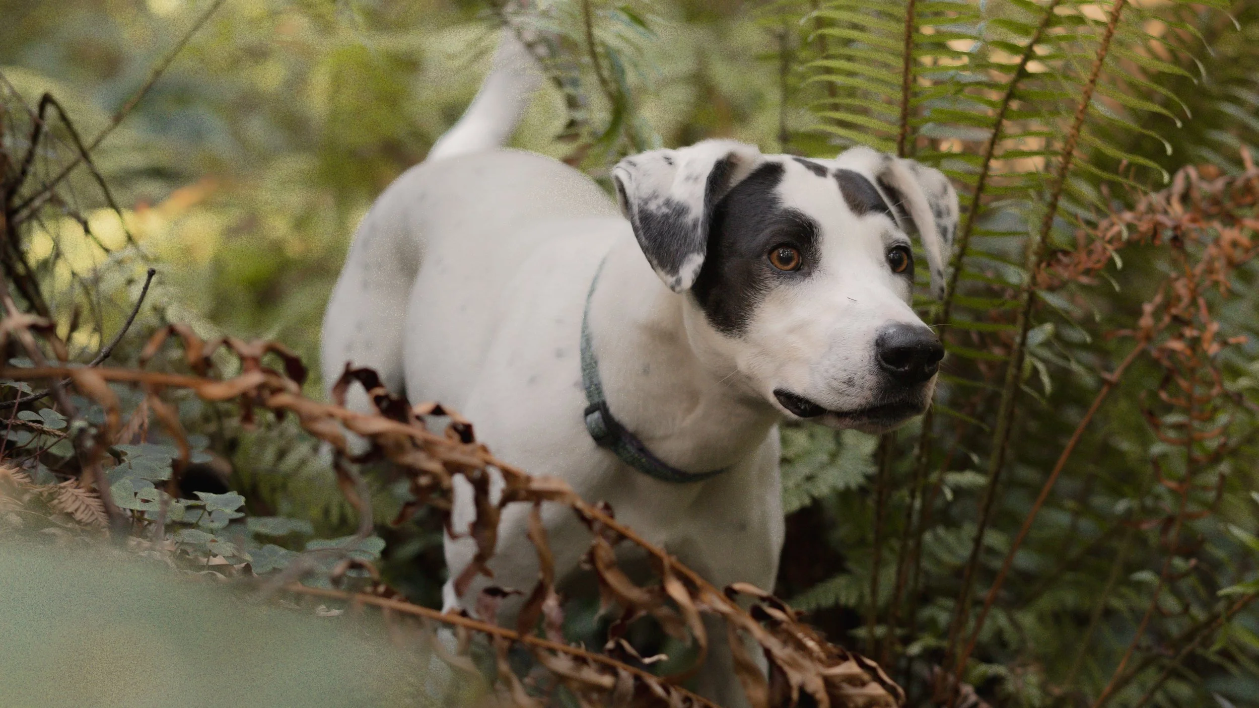 PetCollageOrdered_29.jpg