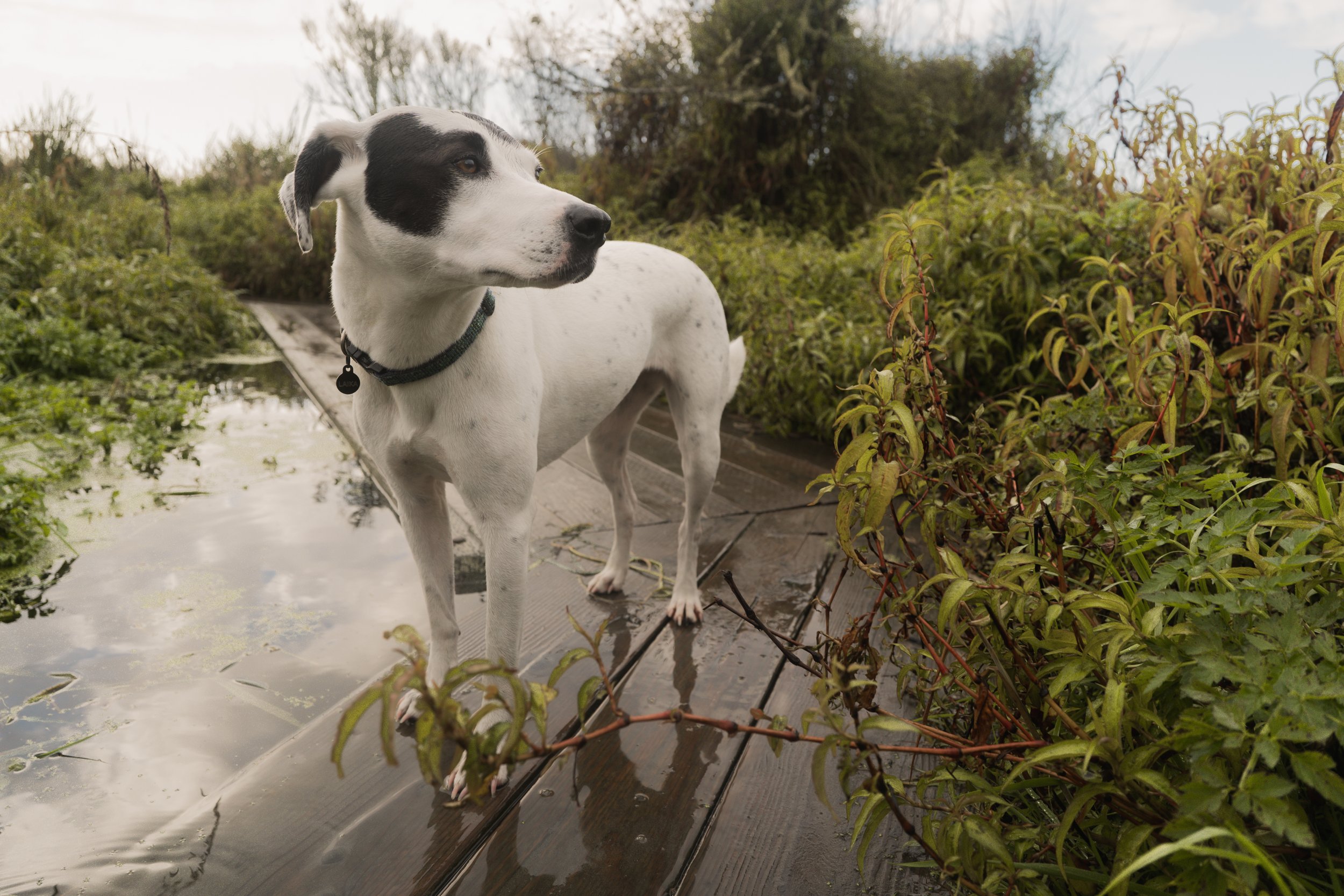 Pets-109.jpg