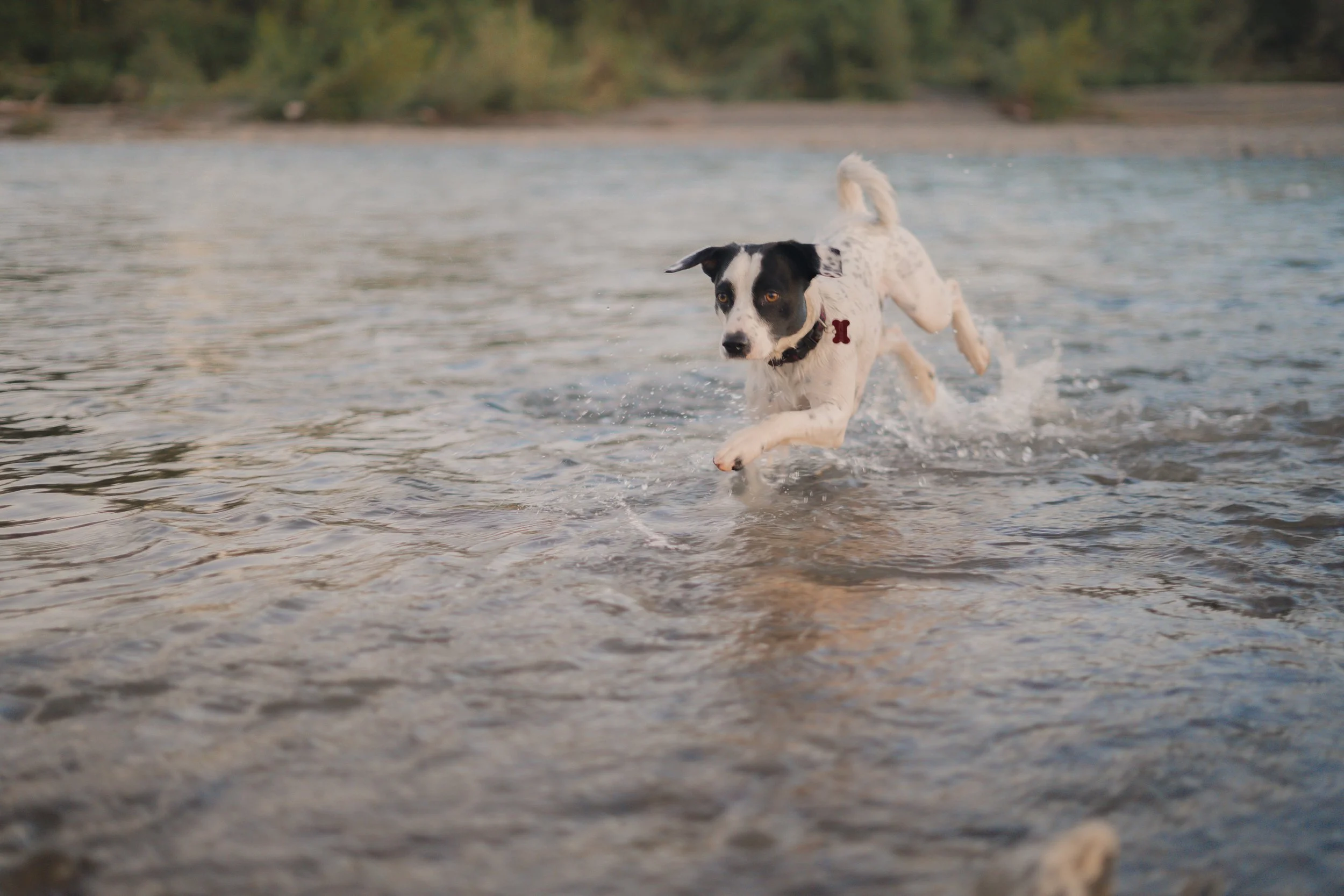 Pets-137.jpg