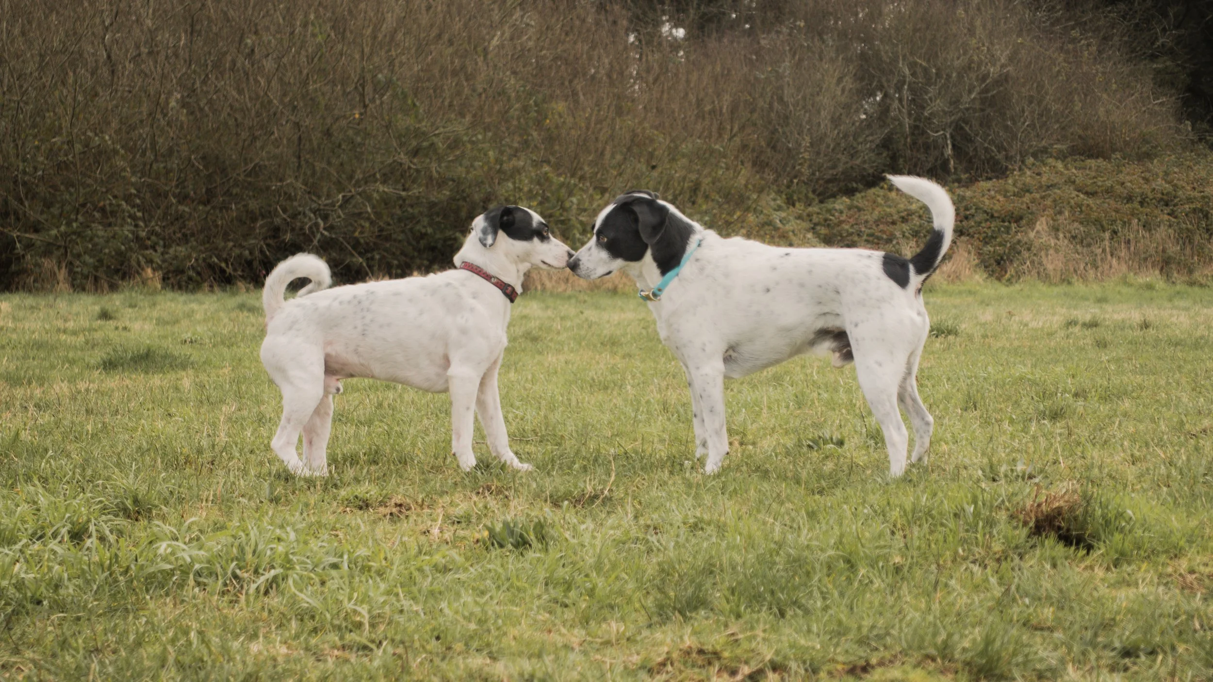 PetCollageOrdered_45.jpg