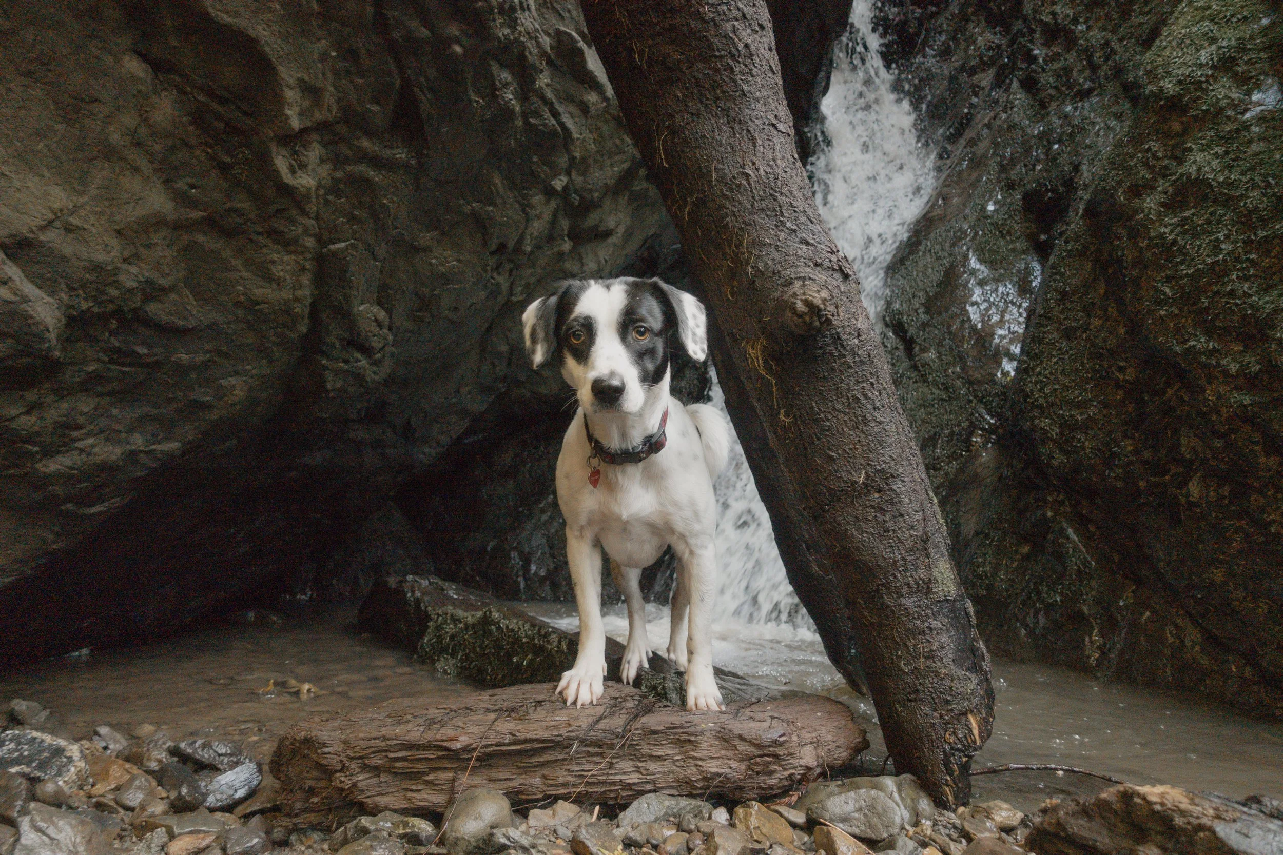 Pets-129.jpg