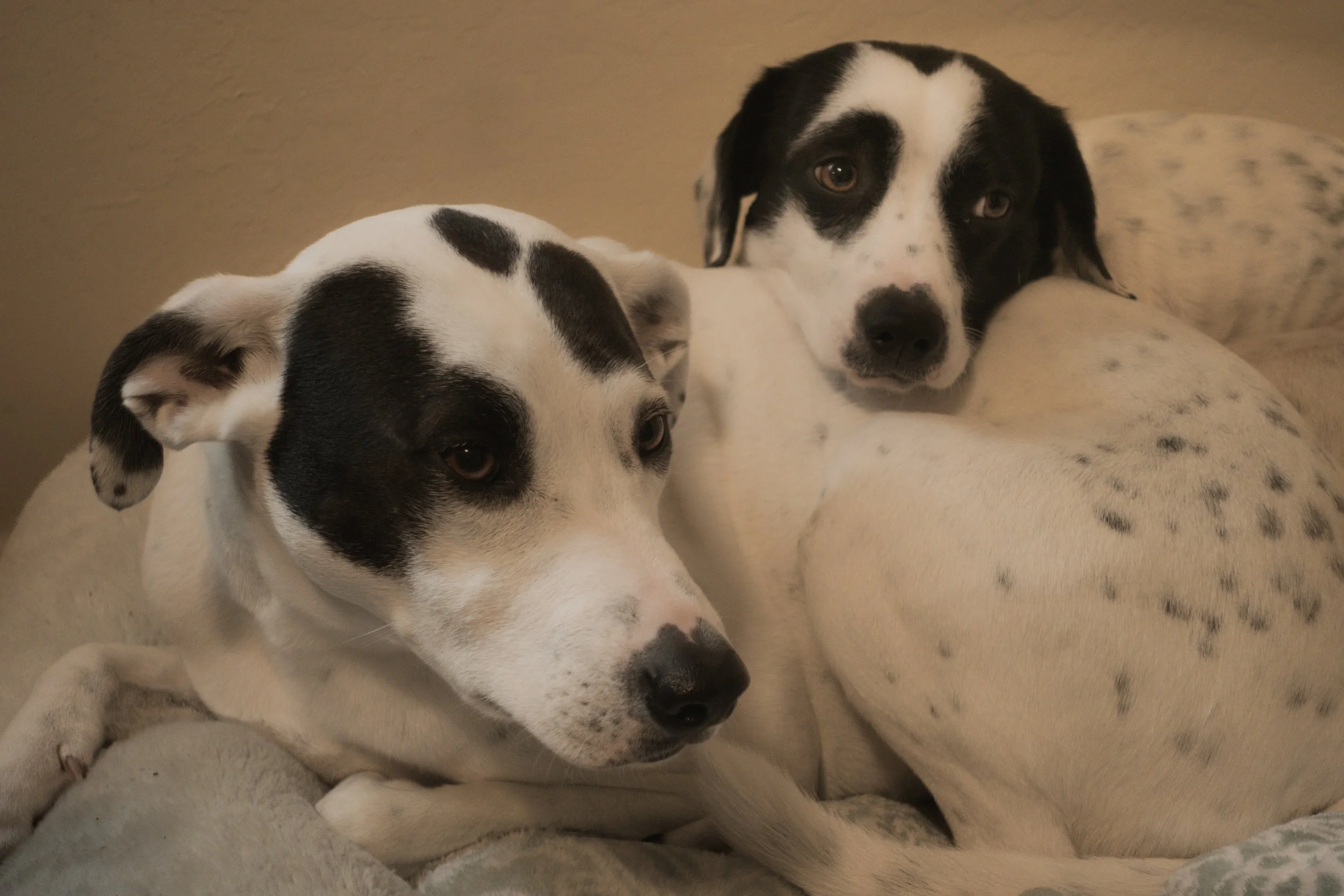 Pets-213.jpg