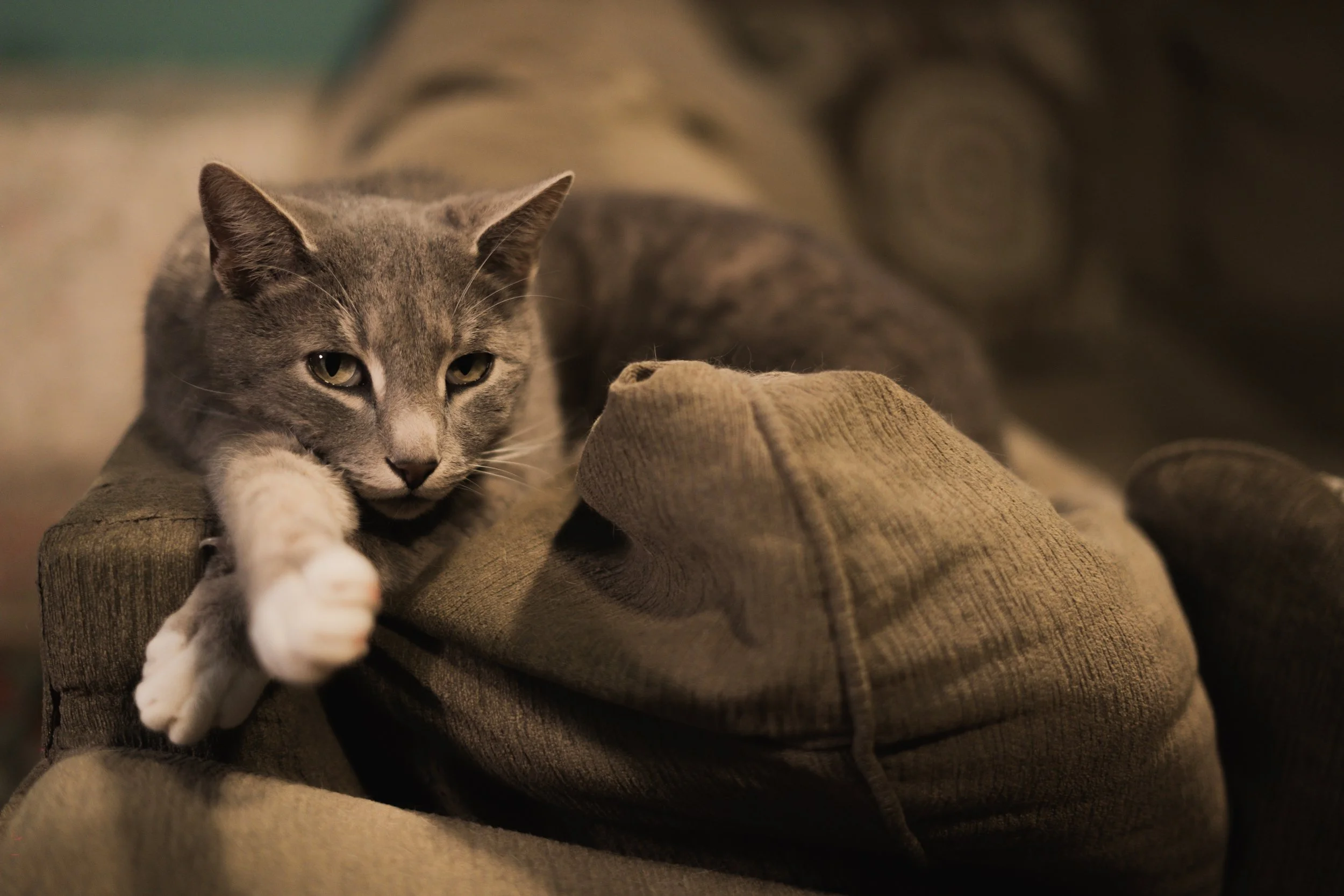Pets-46.jpg