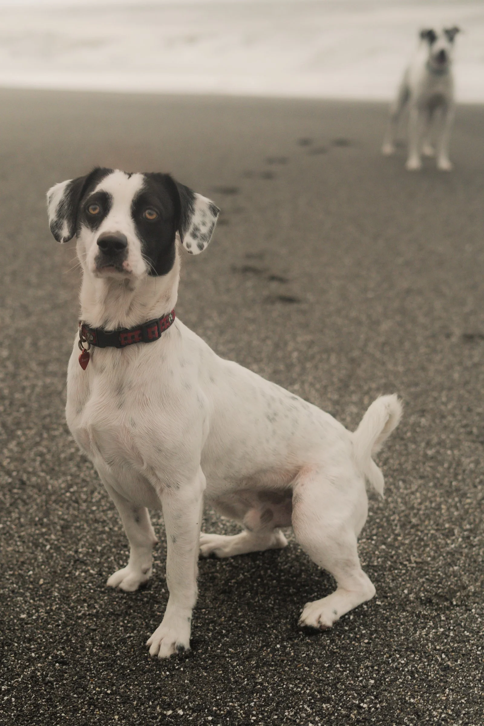 Pets-143.jpg