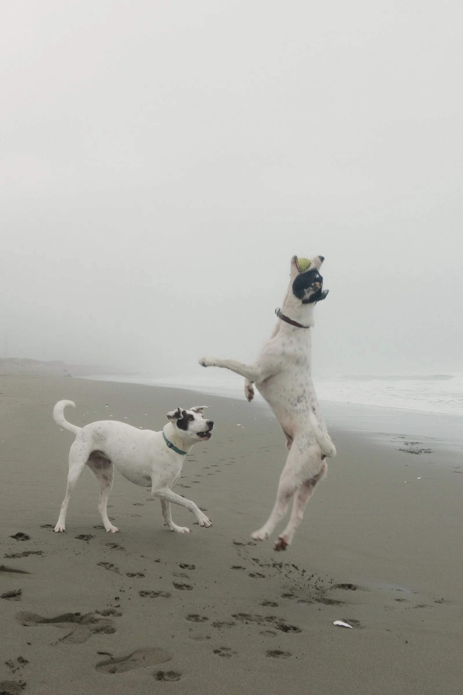 Pets-177.jpg