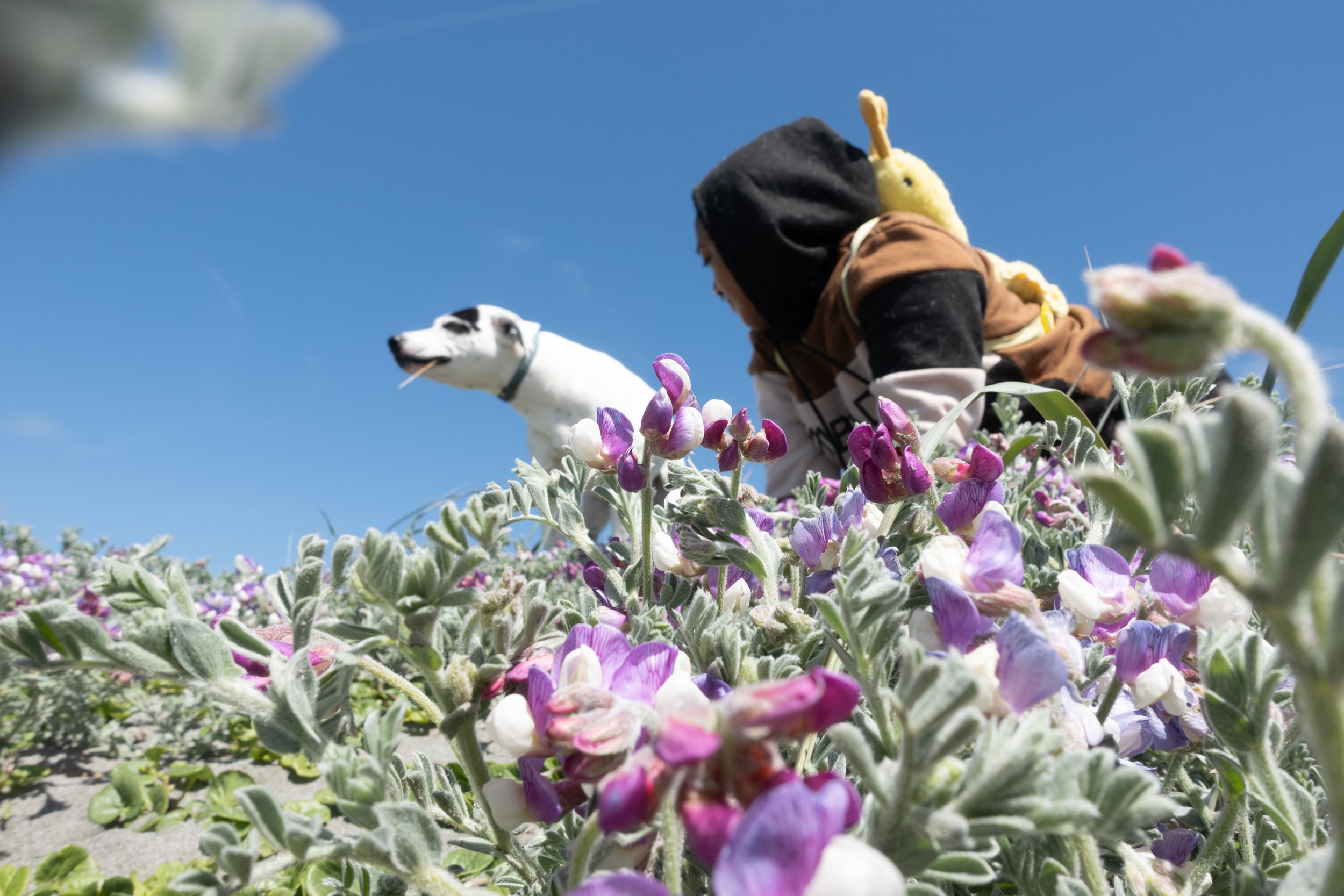 Pets-185.jpg