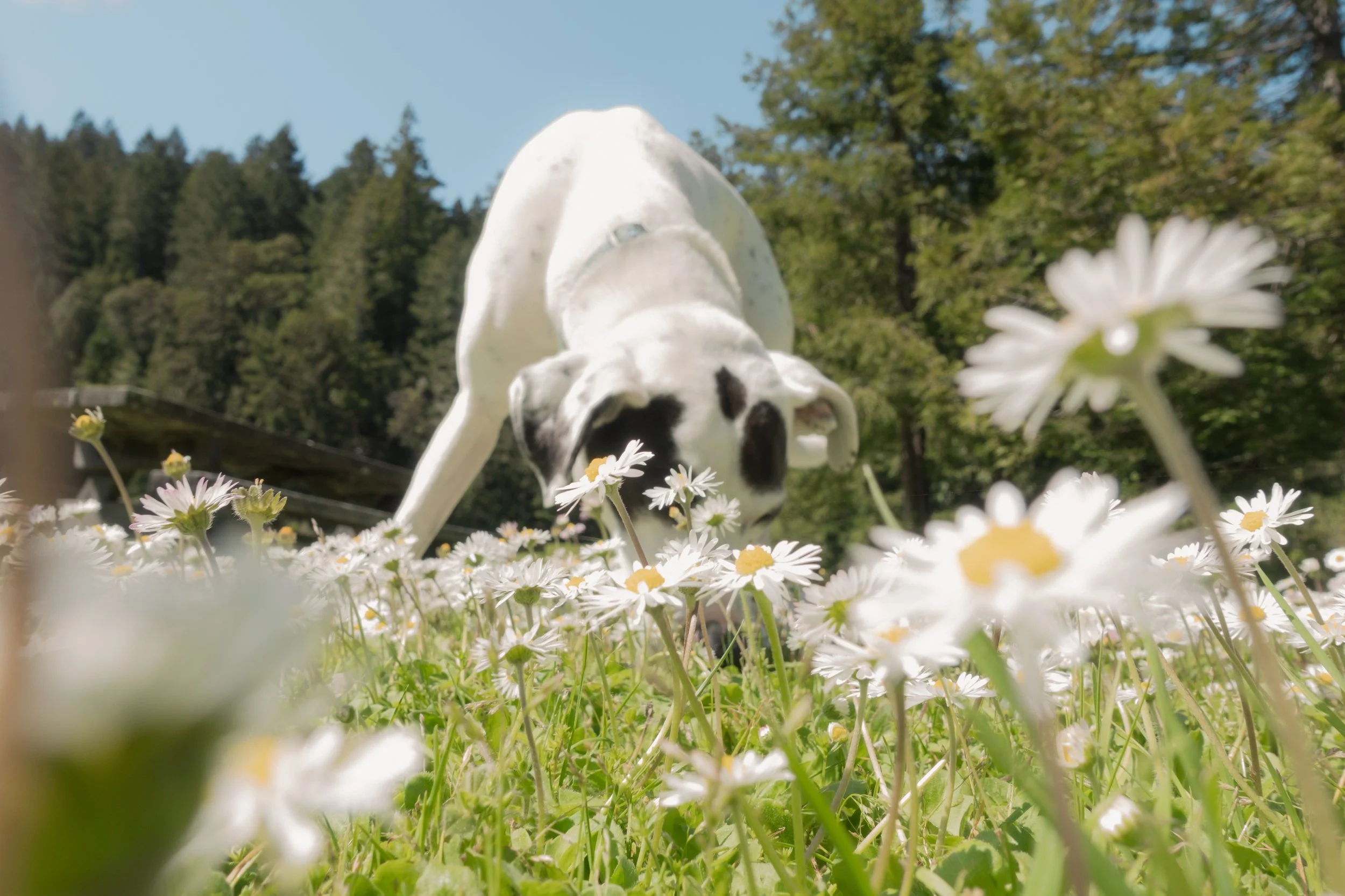 Pets-165.jpg