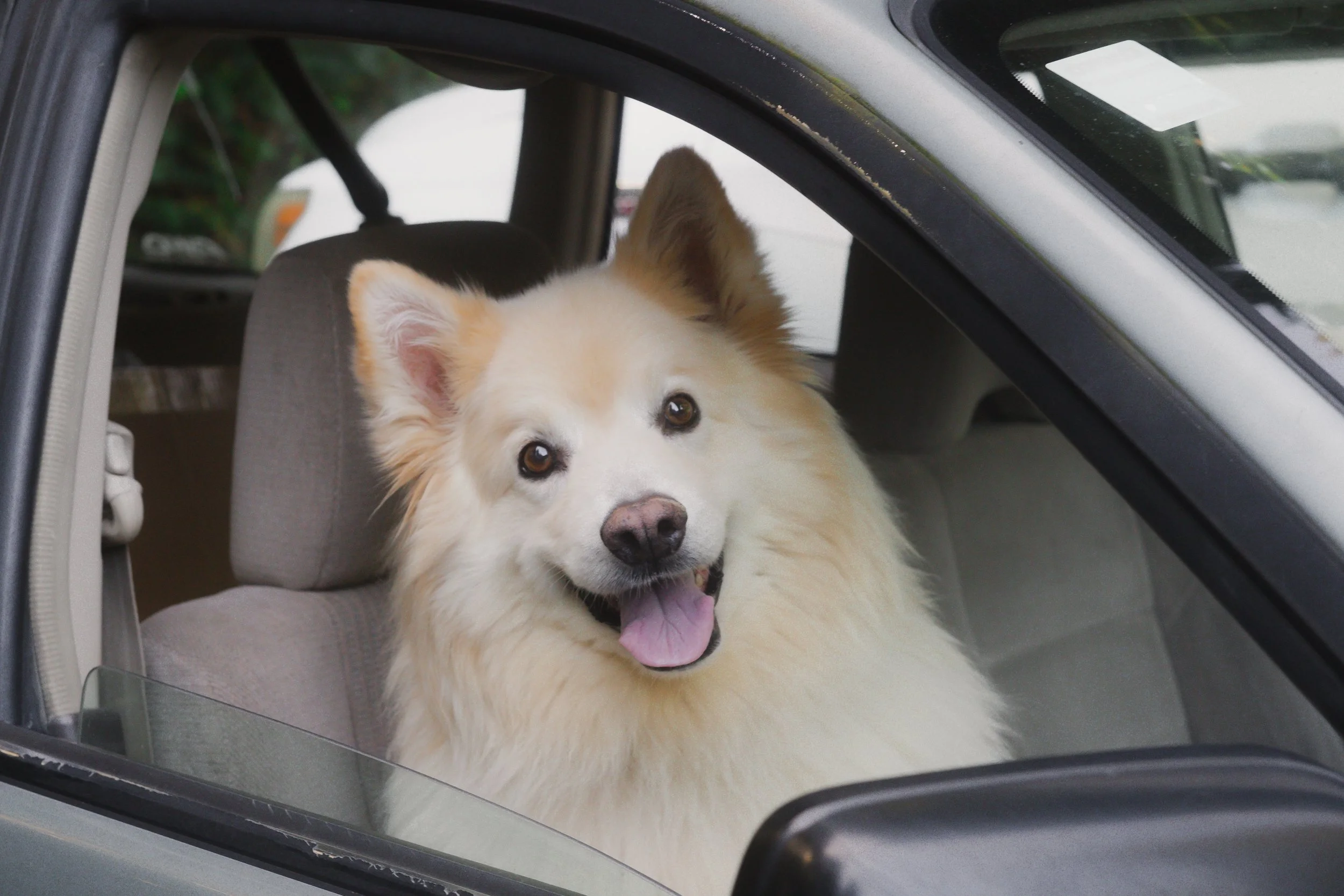 Pets-60.jpg