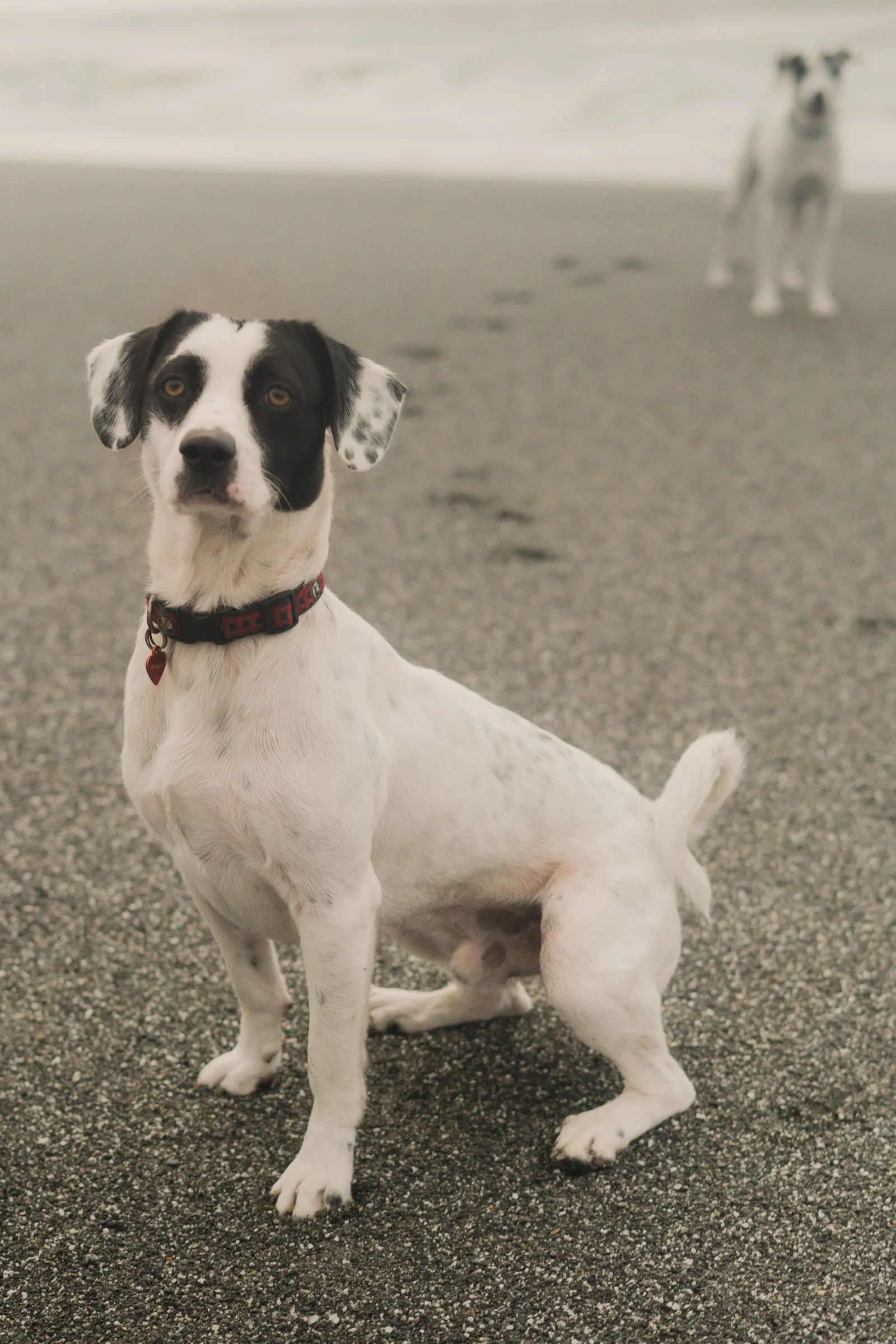 Pets-38.jpg
