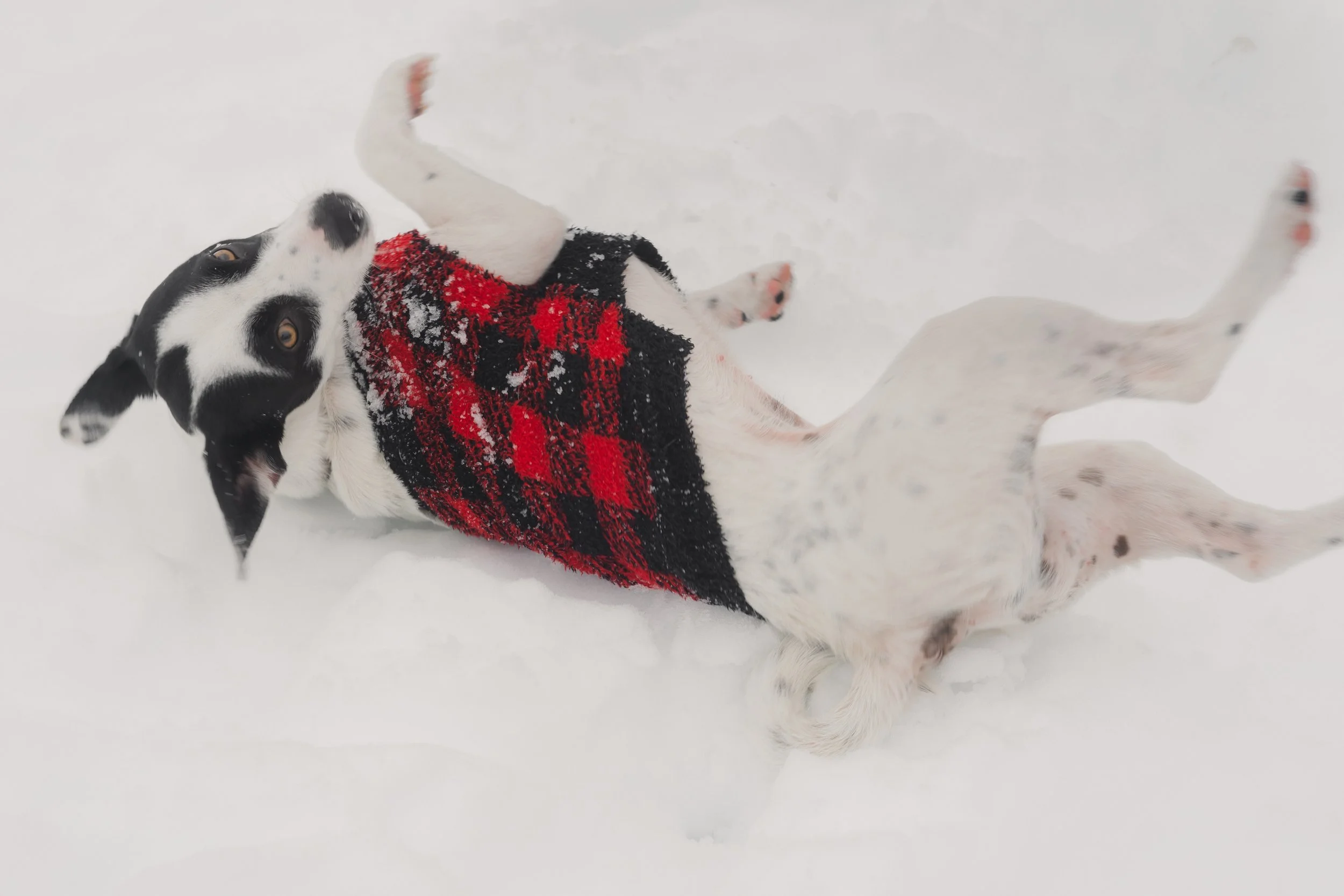 Pets-162.jpg