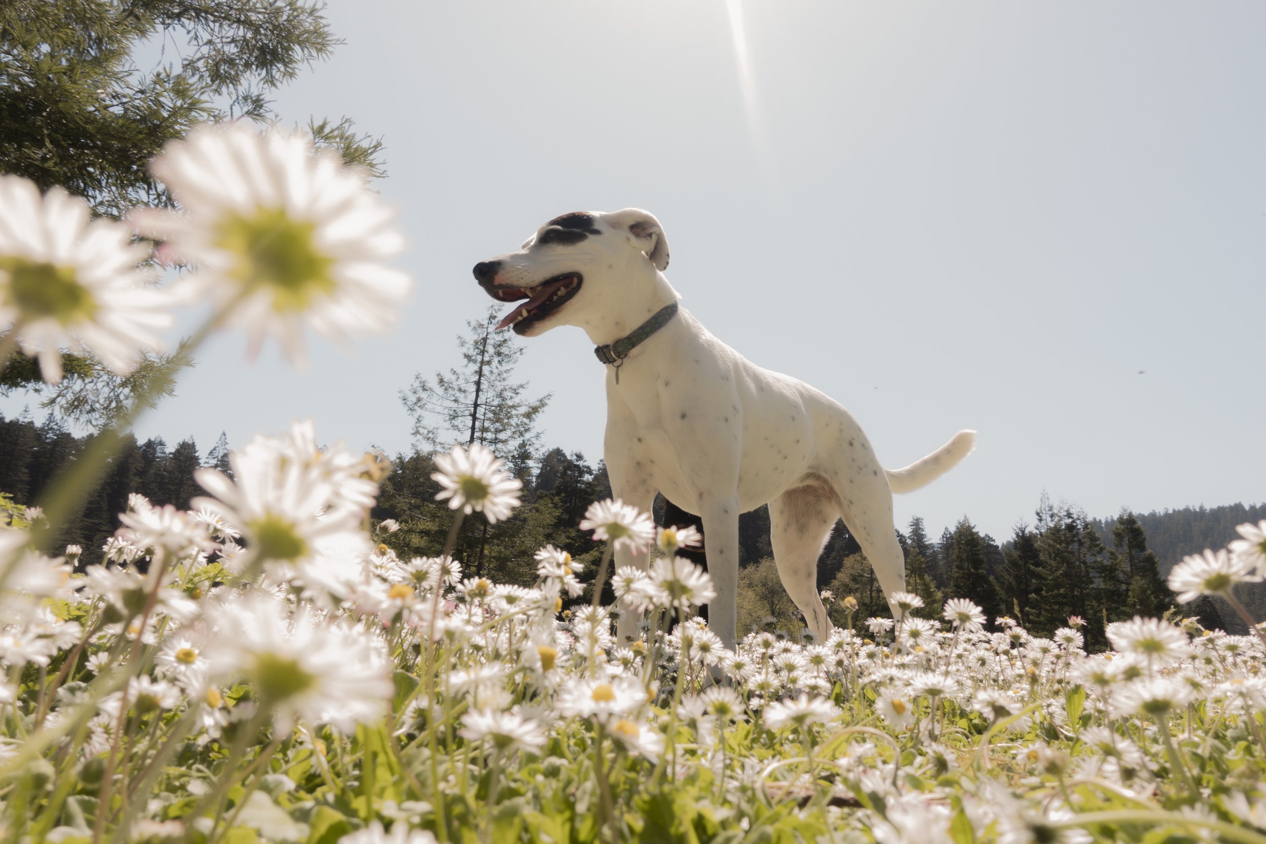 Pets-128.jpg